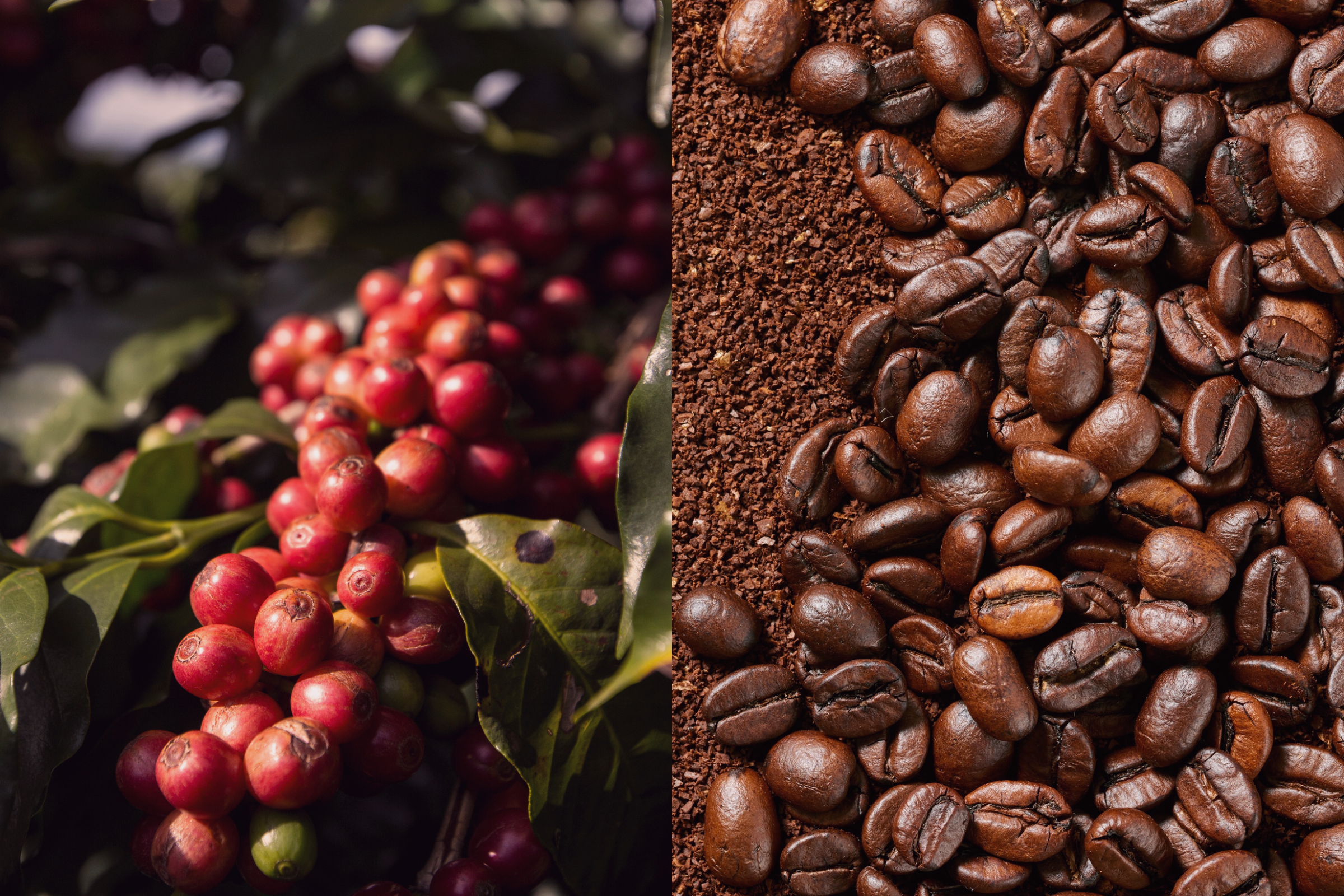 ¿Qué café es el que tengo que comprar siendo celíaco?