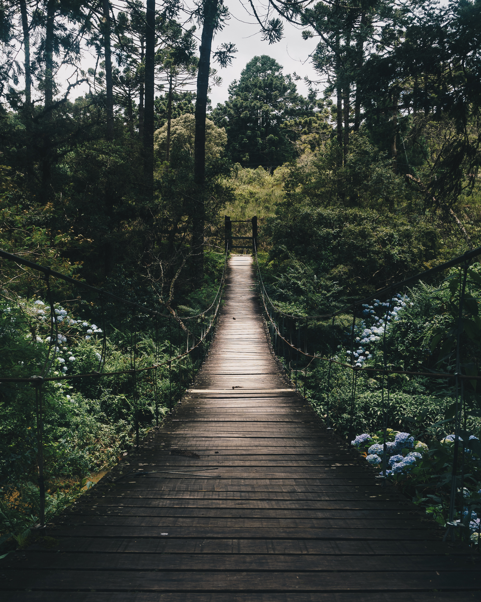 A wooden suspension bridge crossing through a lush green forest with tall trees and blue hydrangea flowers on both sides.