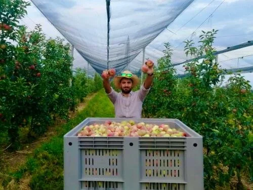 🍎 Settembre: mele fresche, vendemmia e idee per grandi e piccini