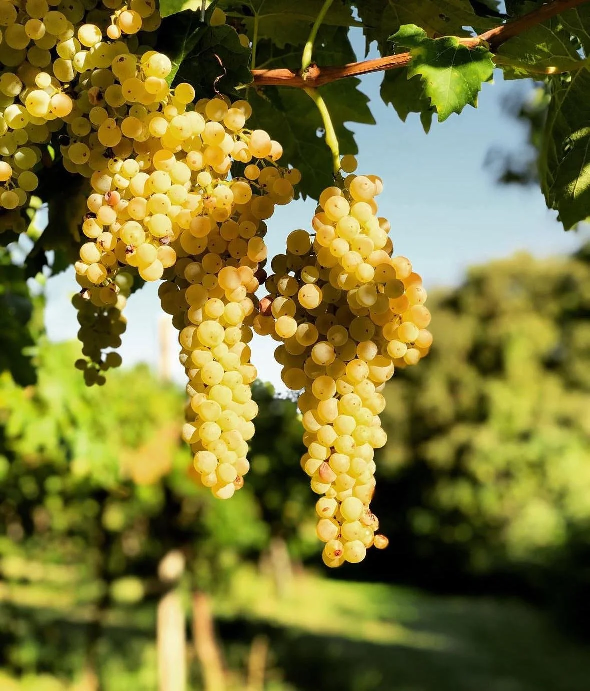 Ottobre: vendemmia in chiusura e colori d’autunno