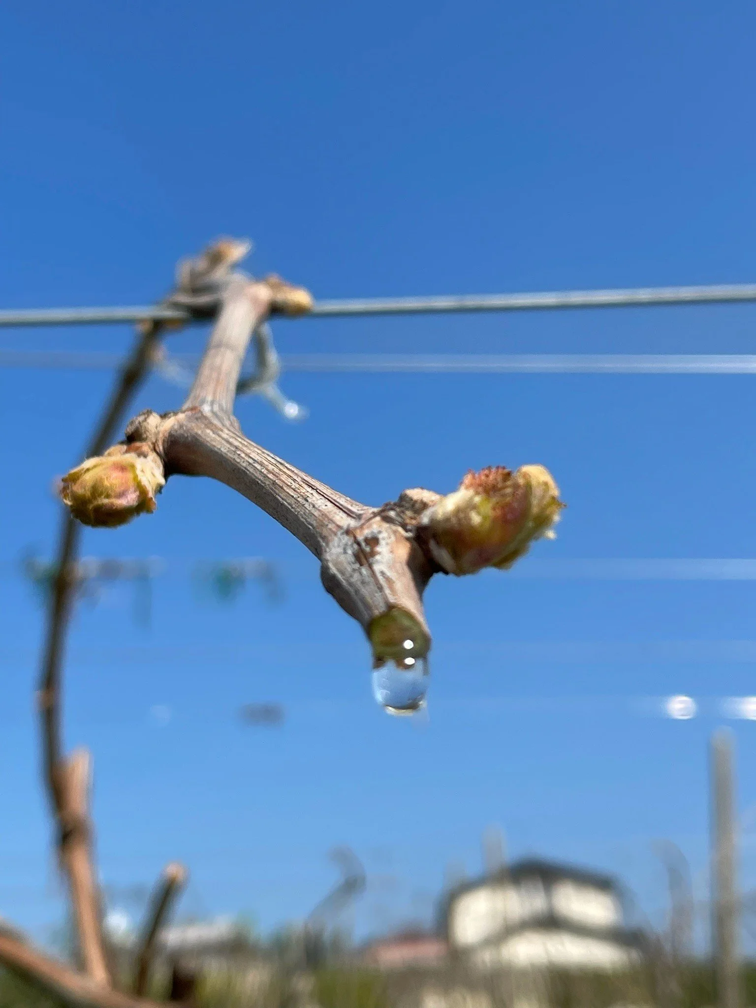 🌱 Marzo: ripresa vegetativa e nuovi inizi