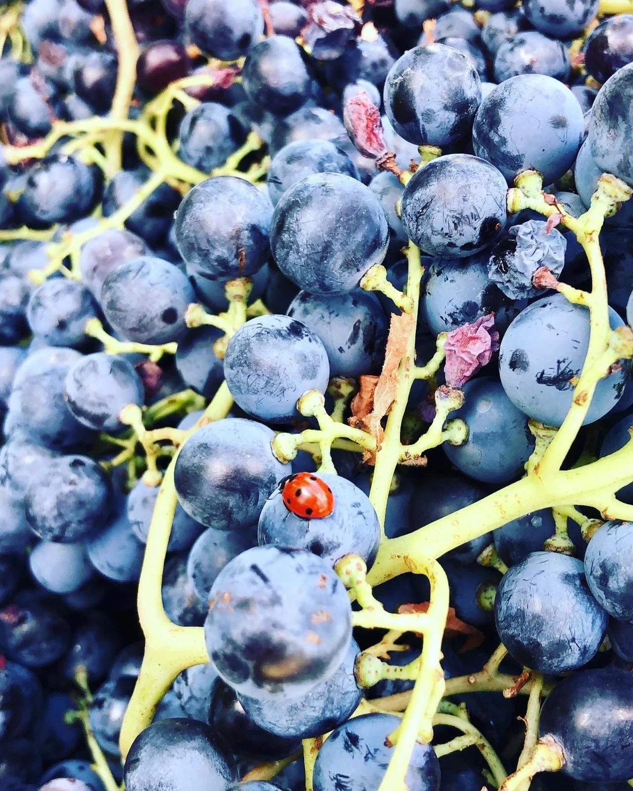 Insetti amici: chi protegge davvero la nostra vigna