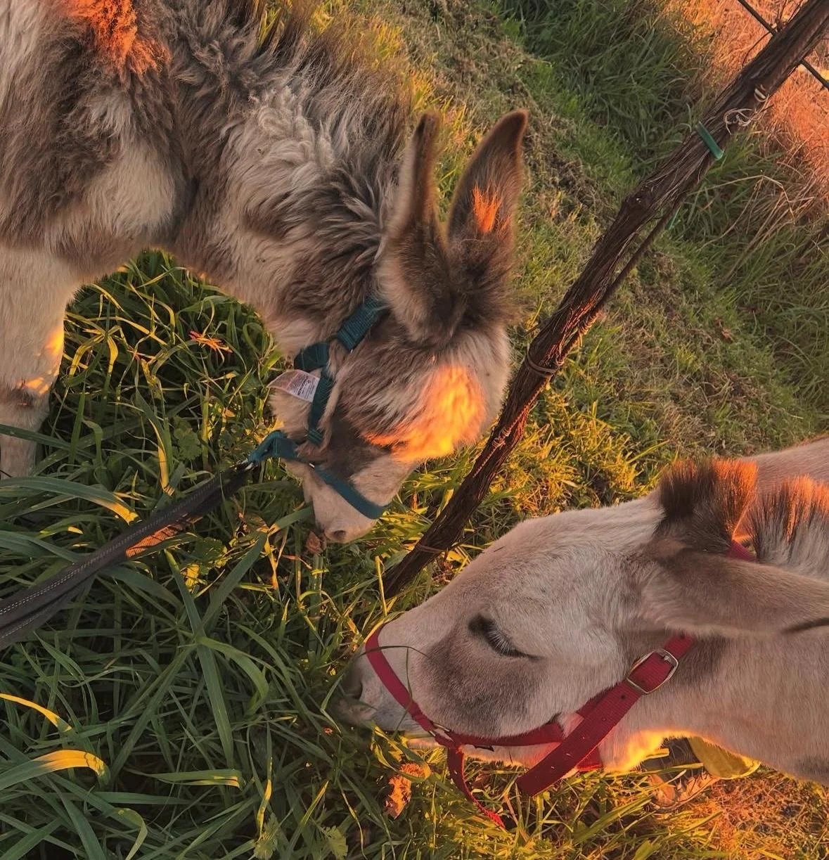 WhatsApp Image 2025-07-21 at 11.26.06 AM.jpeg