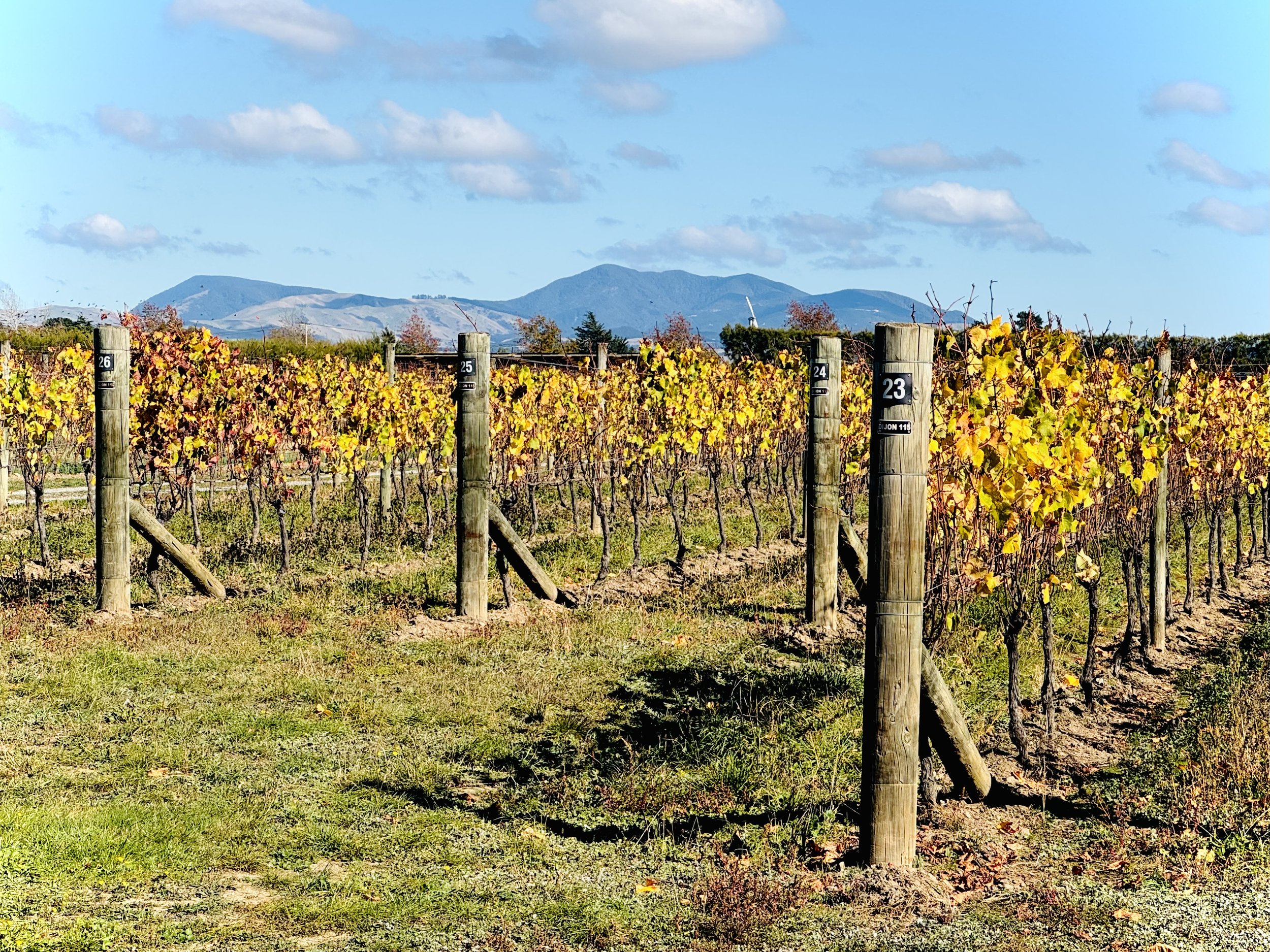 2. Pinot Recon: Martinborough Wineries