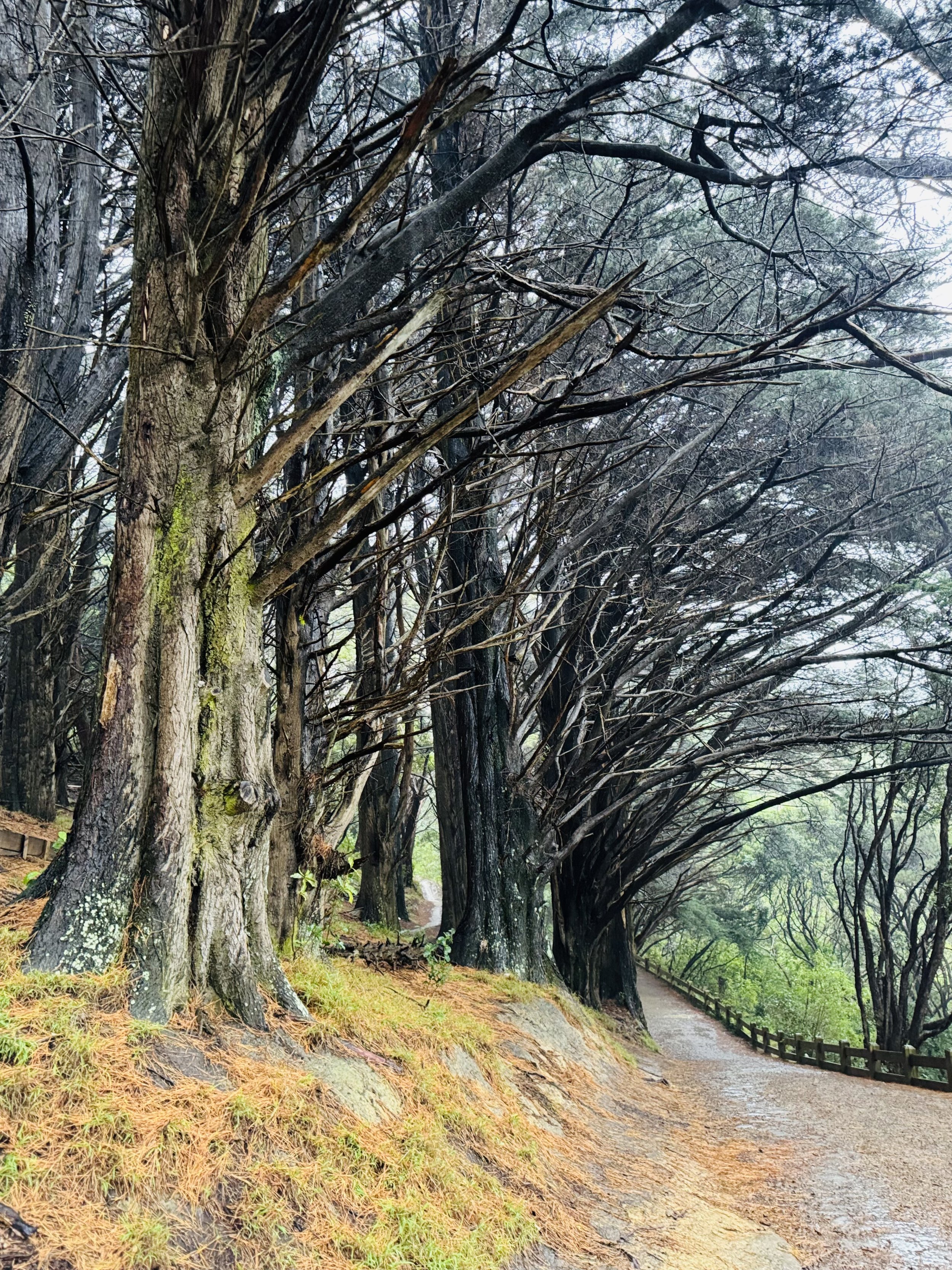 4. Mount Victoria, Middle-Earth, and a Mango Lassi