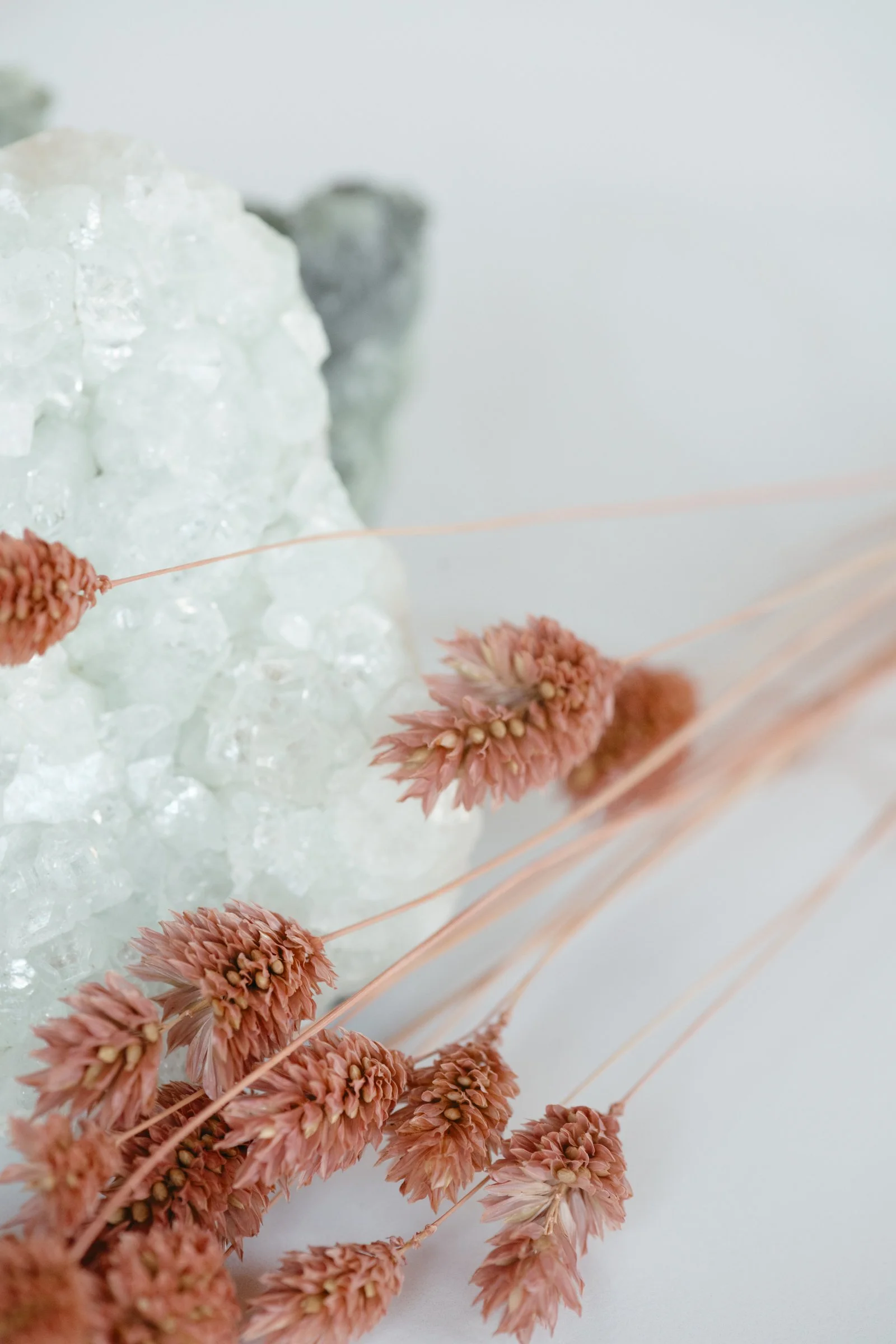 Close-up of dried pink grass flowers on a white background.