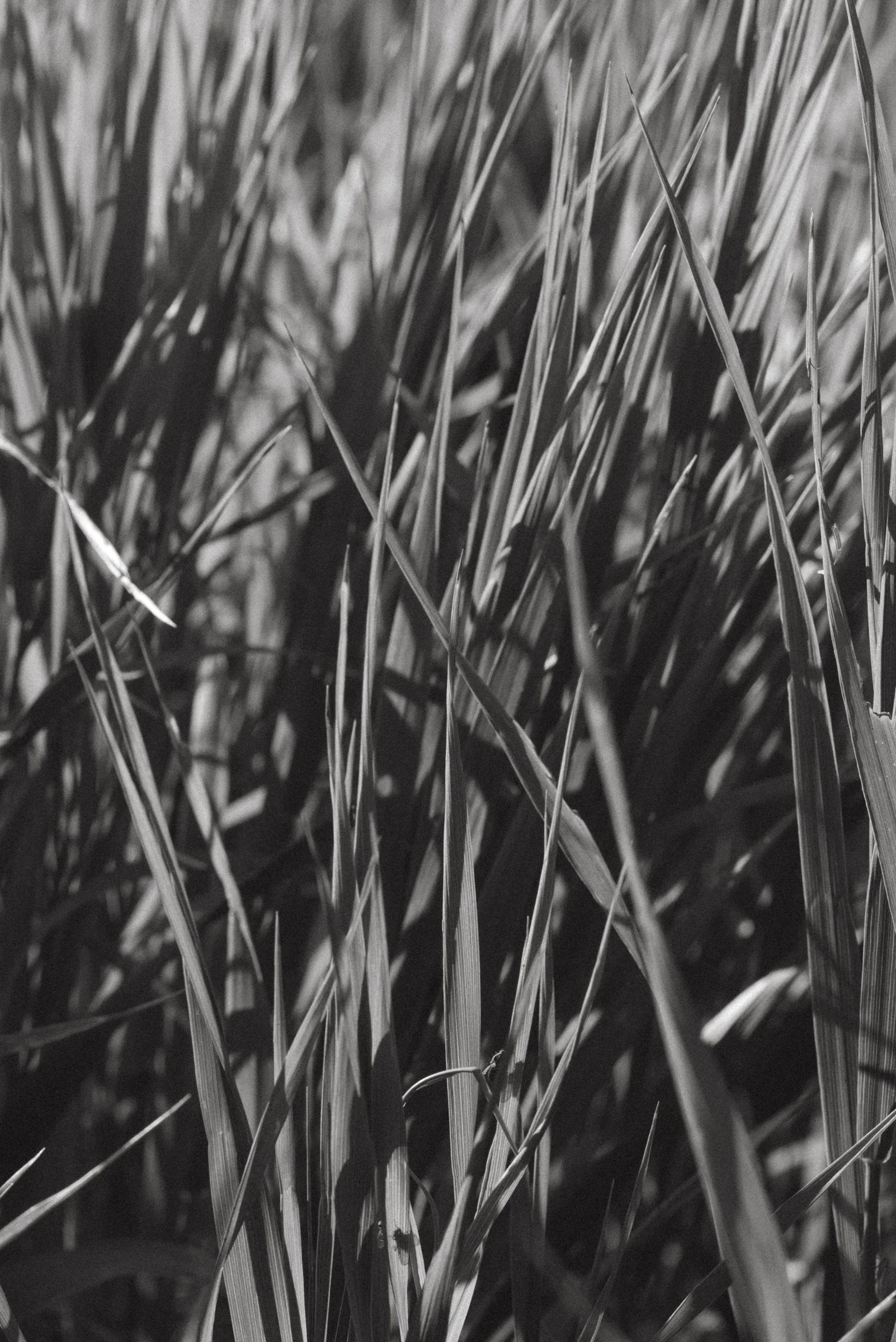 Close-up of tall grass or weeds in black and white, showing individual blades and stems.
