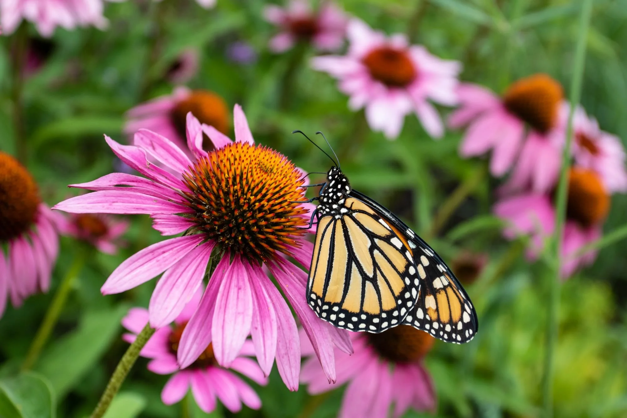Backyard planting bed with coneflowers and lavender in Williamsburg, VA