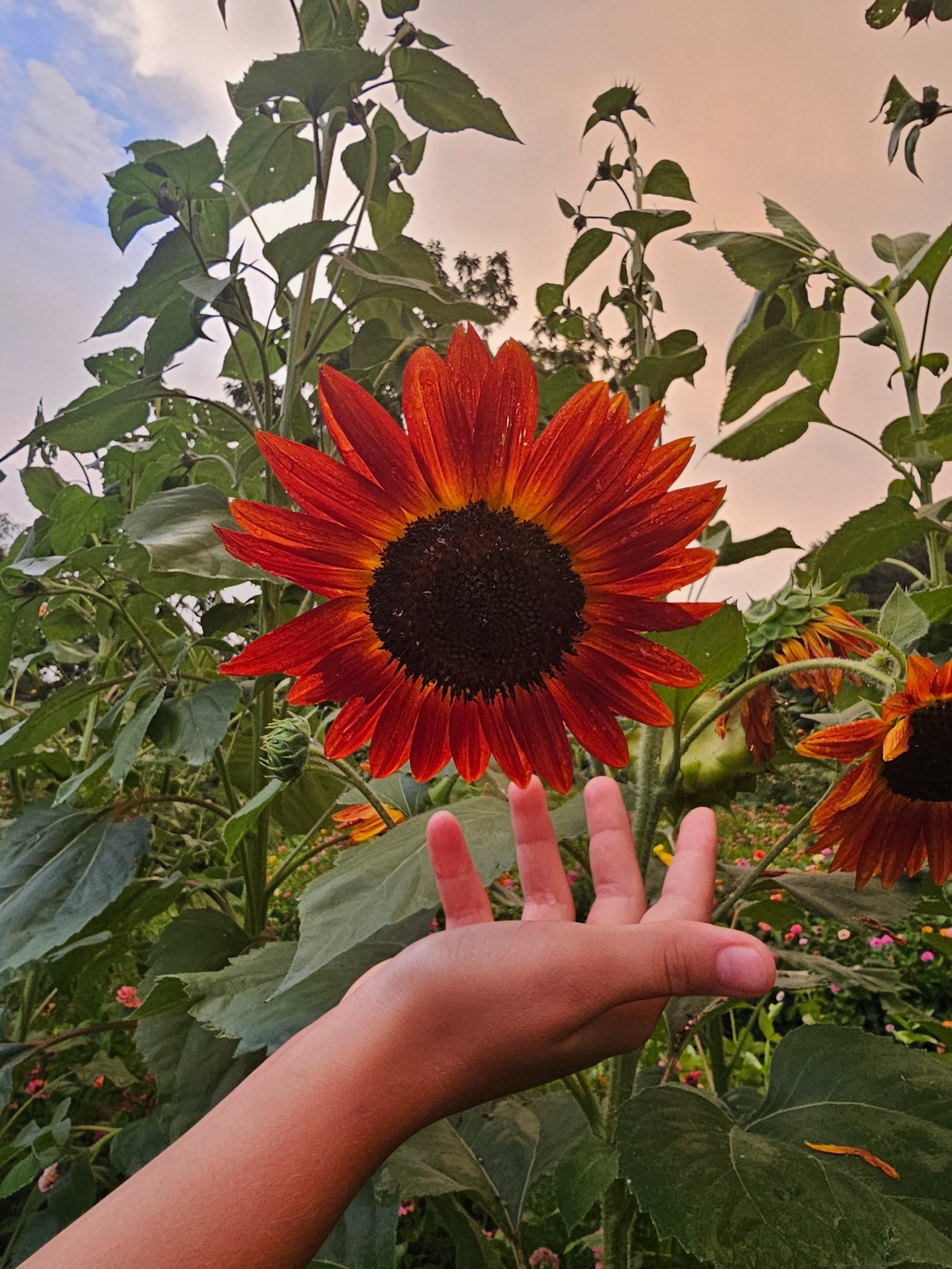 A large red sunflower with a dark center is held by a hand in a garden setting.