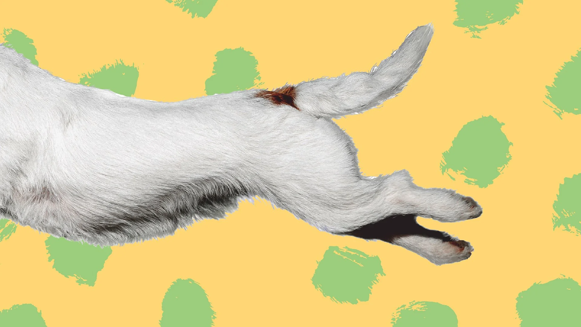 Trupanion Pet Insurance