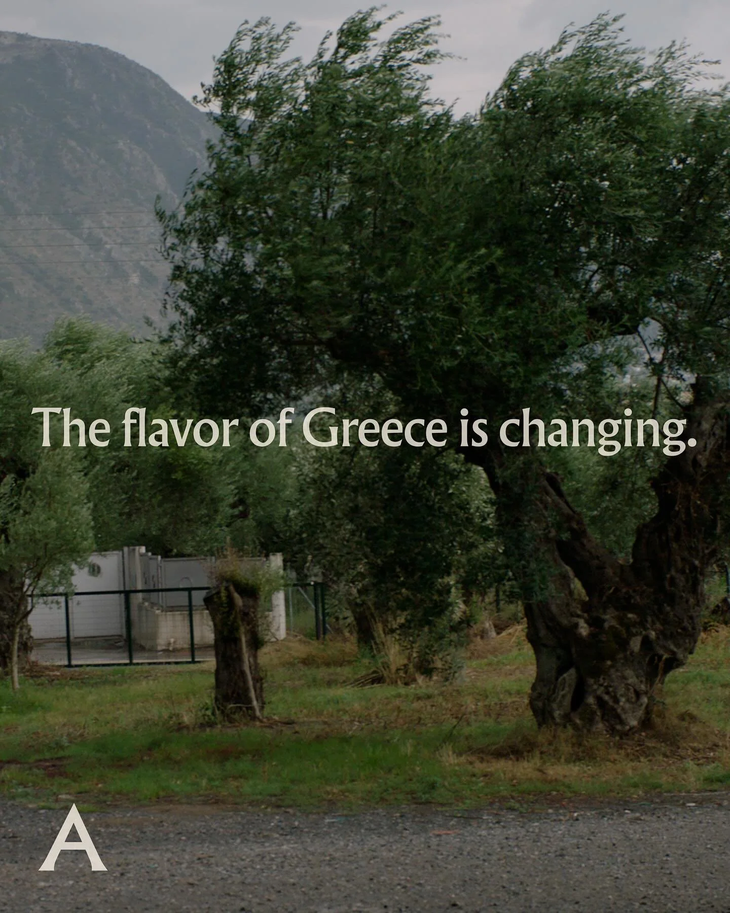 The flavor of Greece is changing. 🫒  
Olive oil is one of Greece&rsquo;s most prized agricultural products, both a pillar of Greek cuisine and a symbol of its people. 

But, intensifying heat and prolonged drought are putting this prized crop at ris
