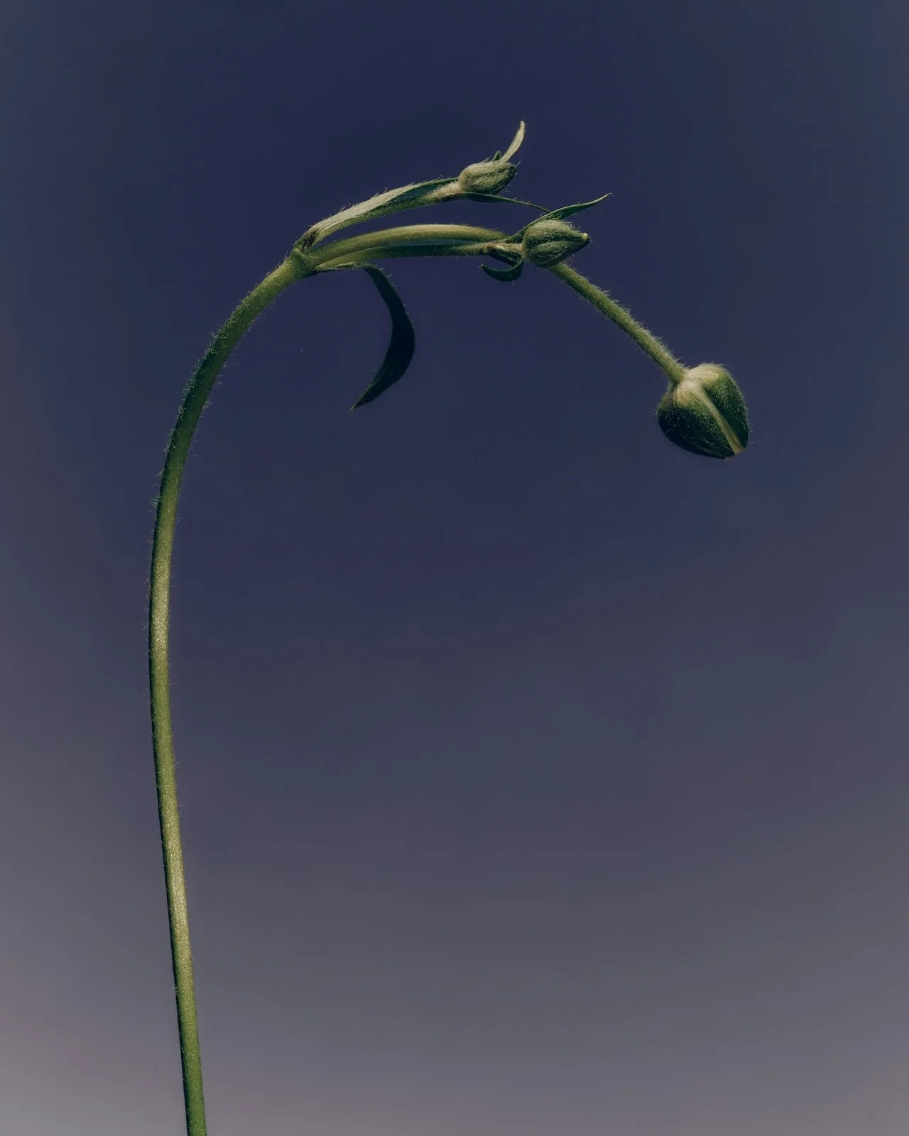 Why Too Many AI Initiatives Wither Before They Bloom</span>