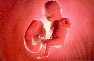 Fetus developing inside the womb with an umbilical cord visible