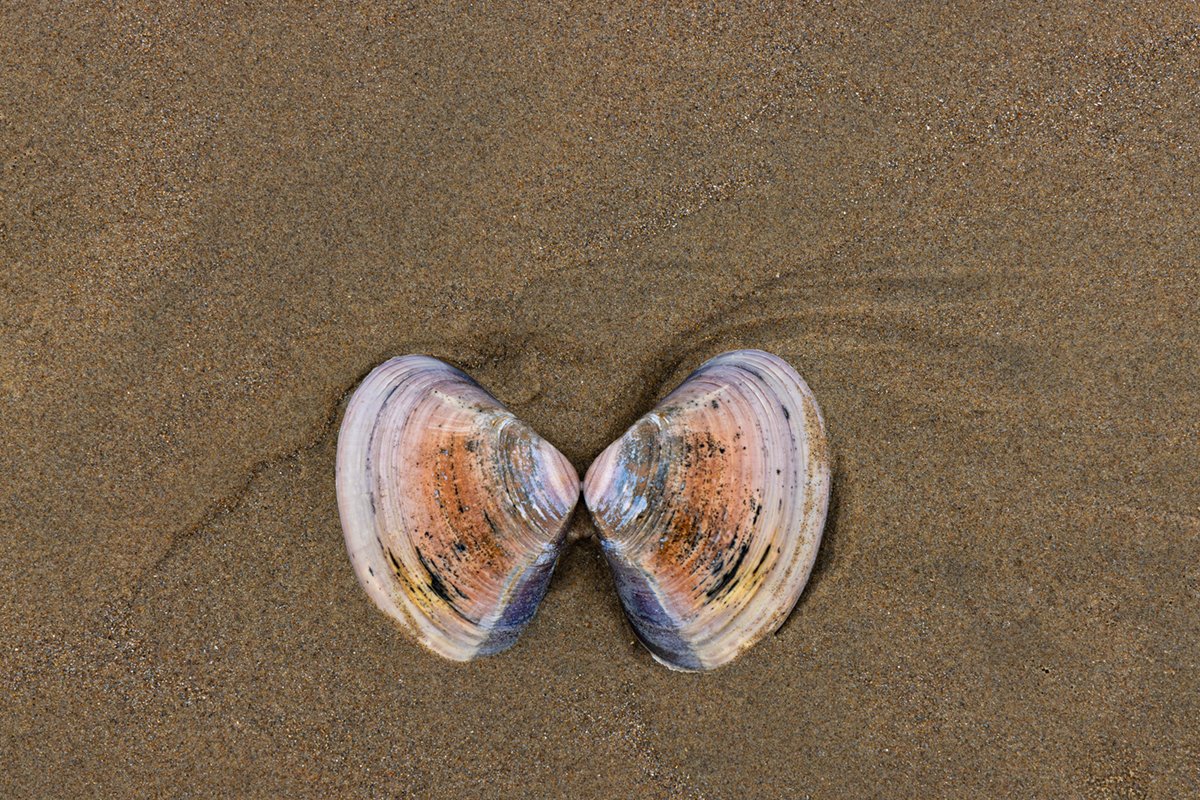Shell