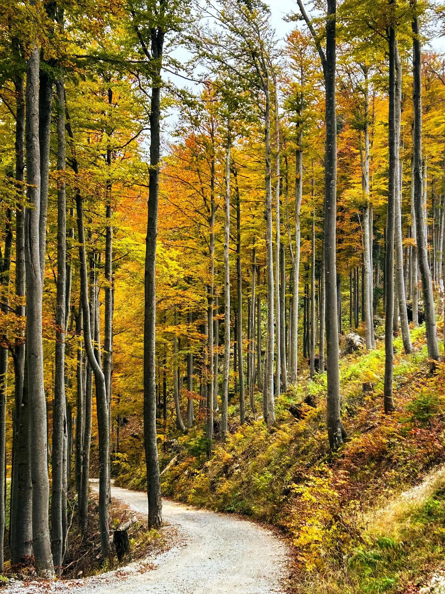 This country!! &hearts;️ 

In Slovenia I felt what it&rsquo;s like when awareness sharpens and everything briefly, thankfully moves in harmony.  The result? A reflection on flow, openness and the beauty of fleeting balance. 

This one just felt good 