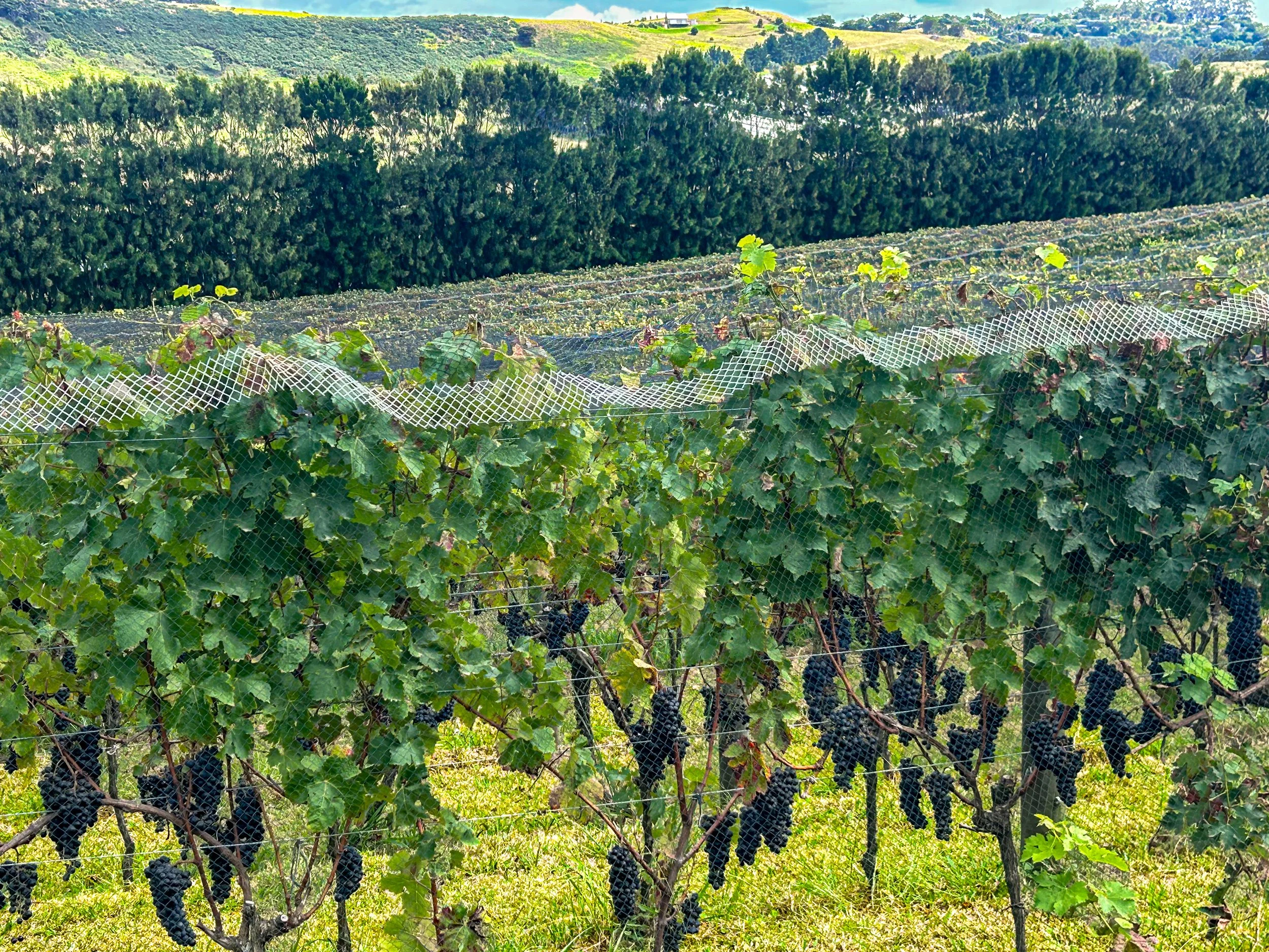 The vineyards of Te Motu winery on Waiheke Island