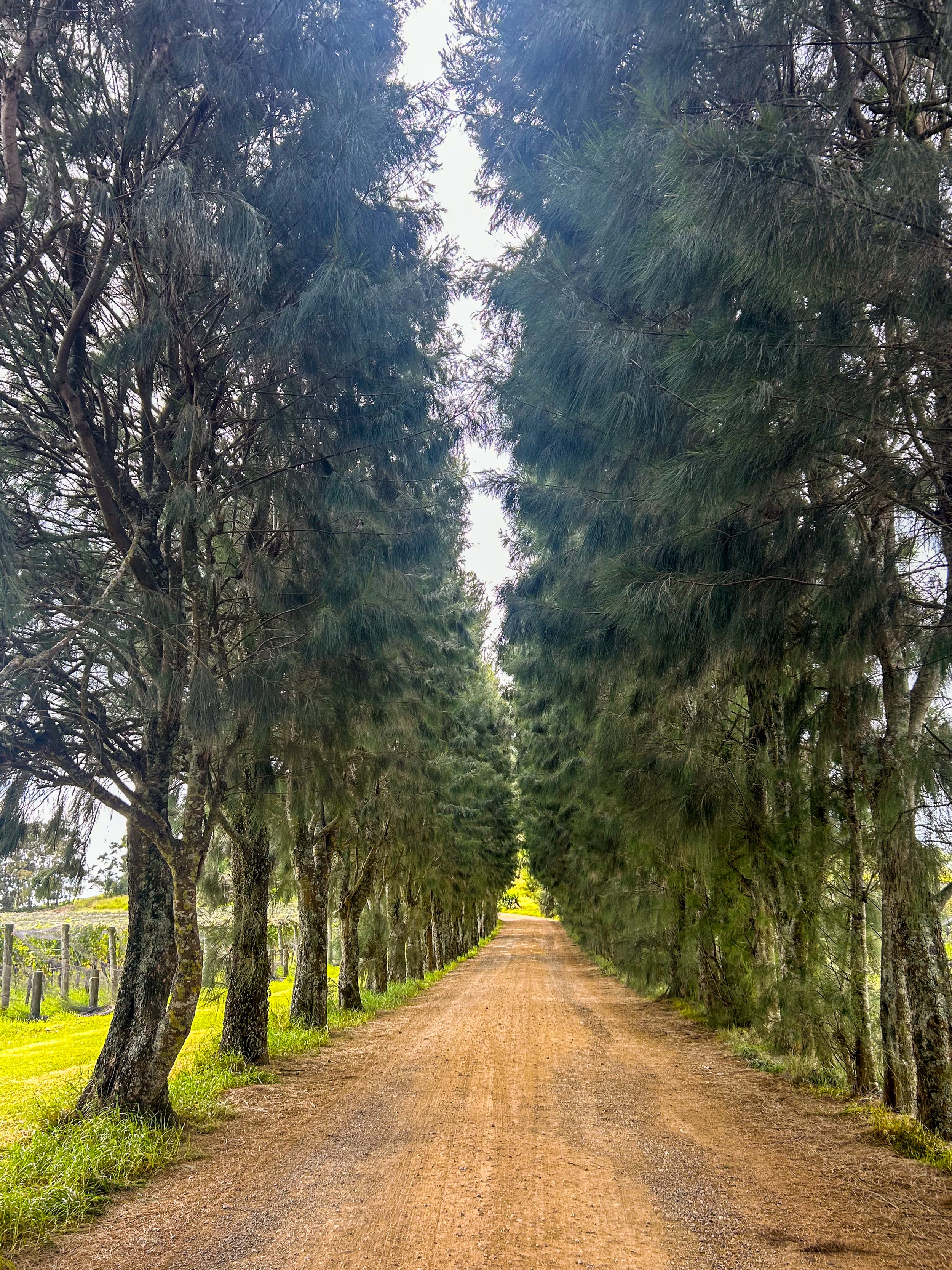 A tree flanked road leading to Te Motu's The Shed