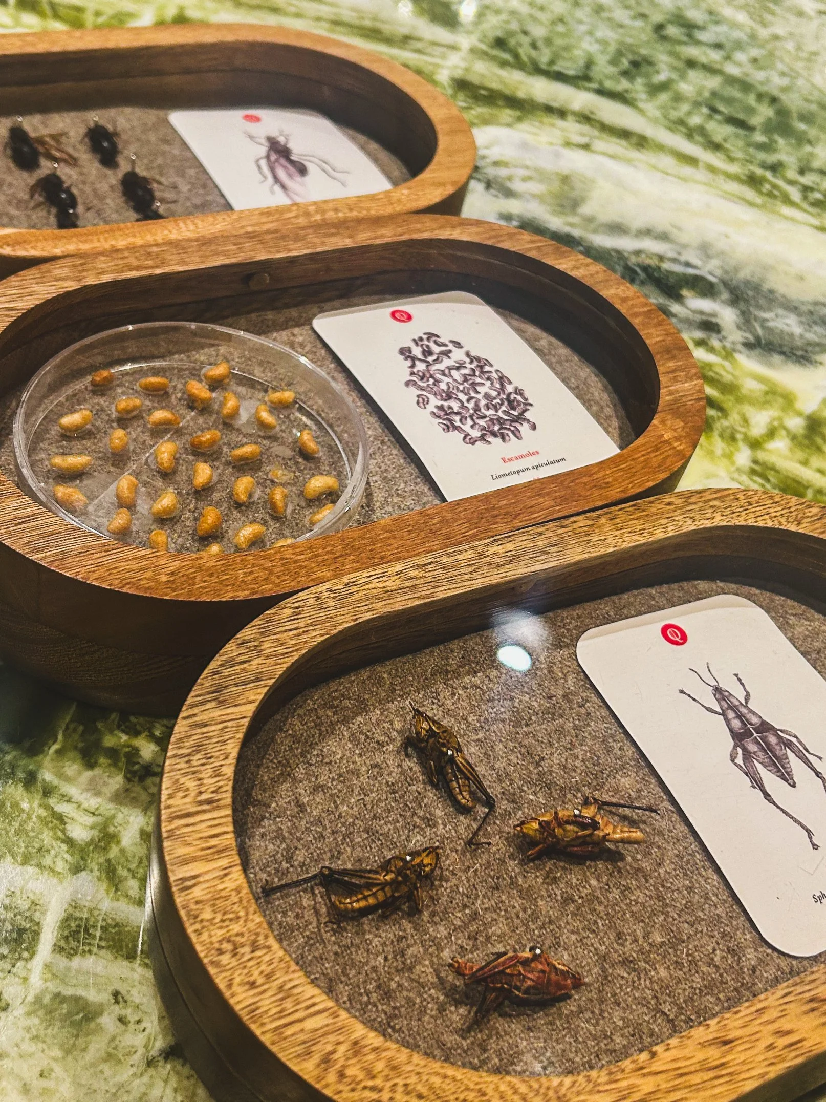 Insects used at Quintonil in Mexico City