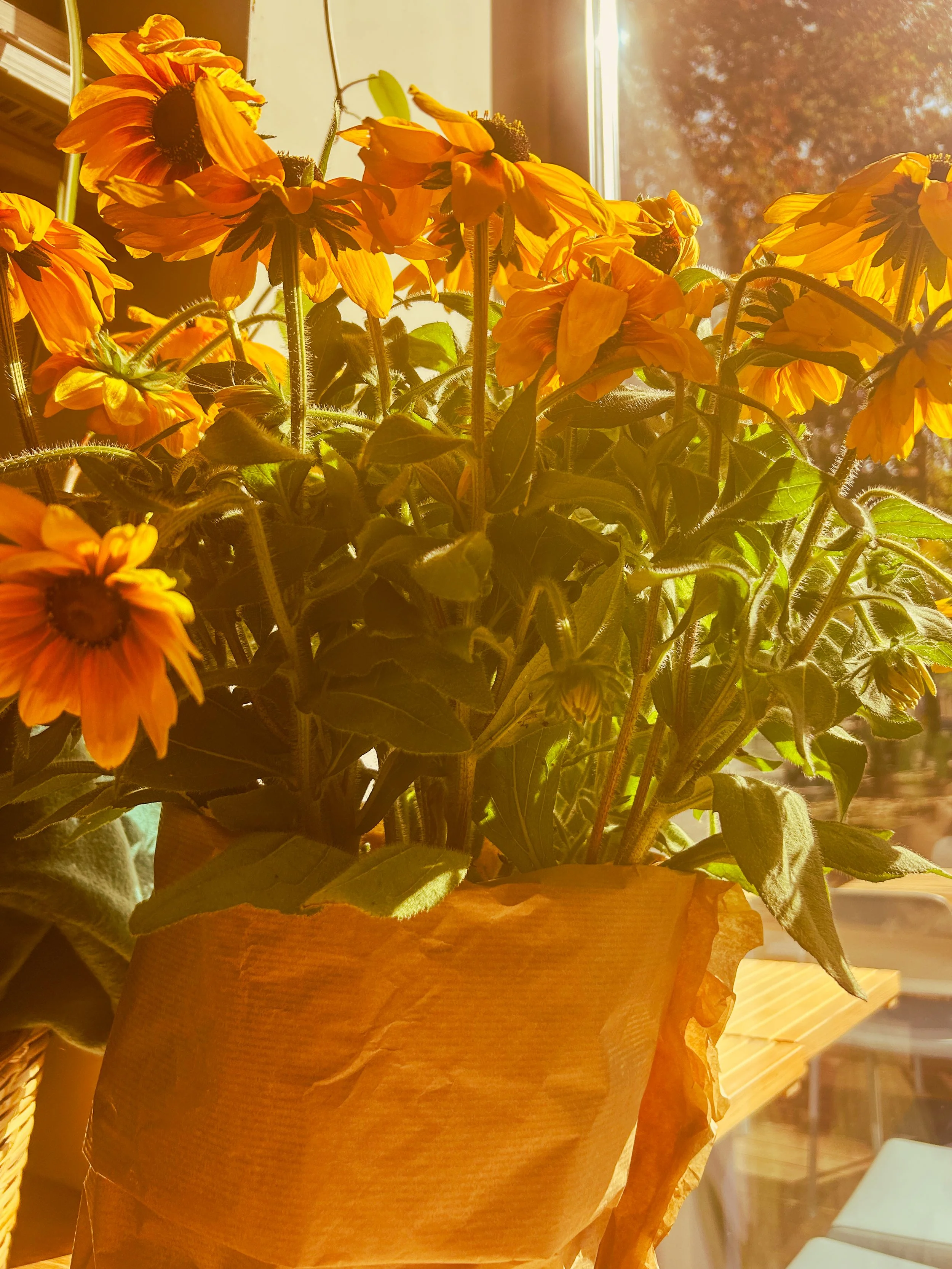 Sunflowers in a sunny windowsill at Bianca in Warsaw