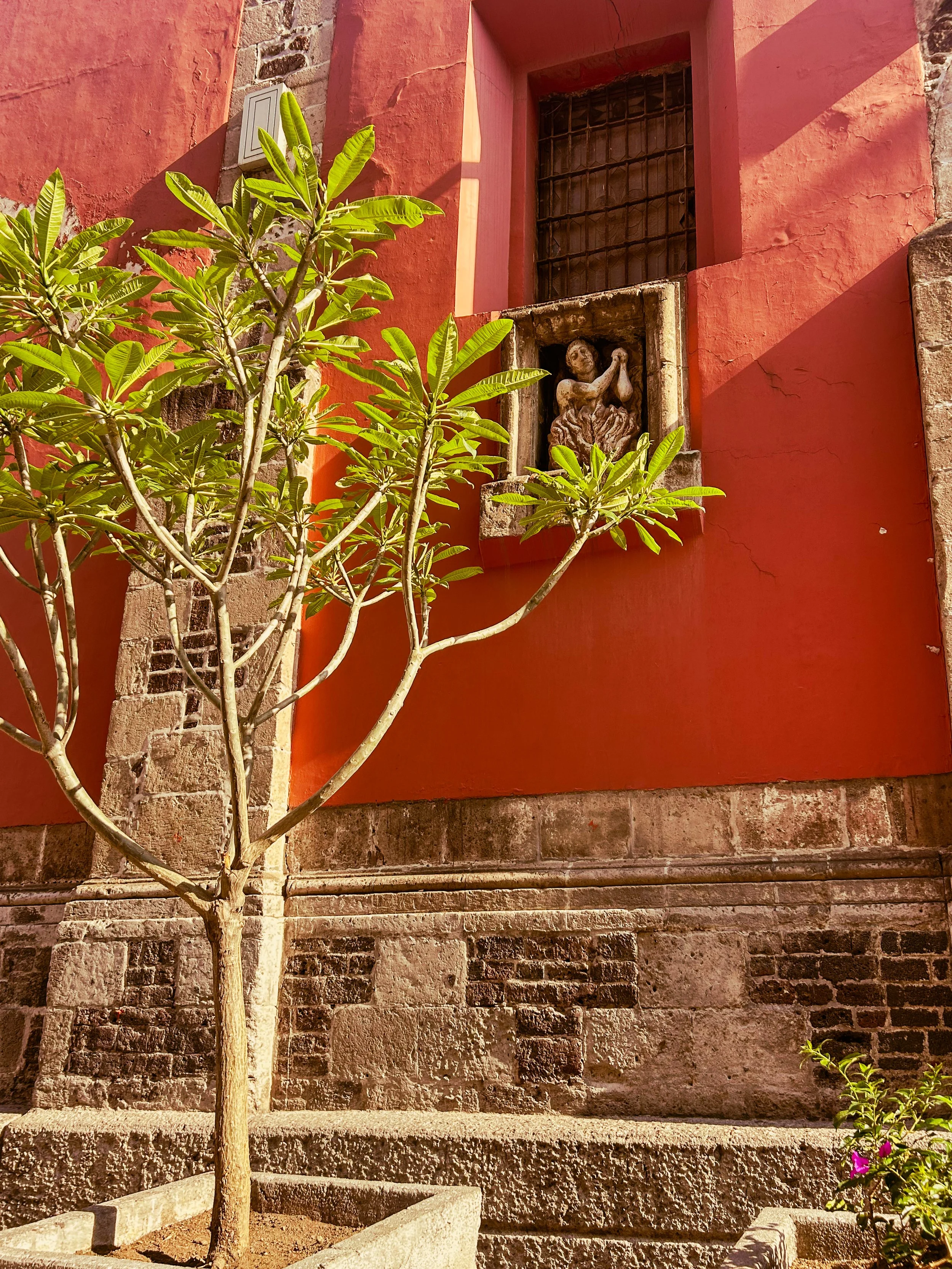 Tree up against a colorful building in Coyoacán