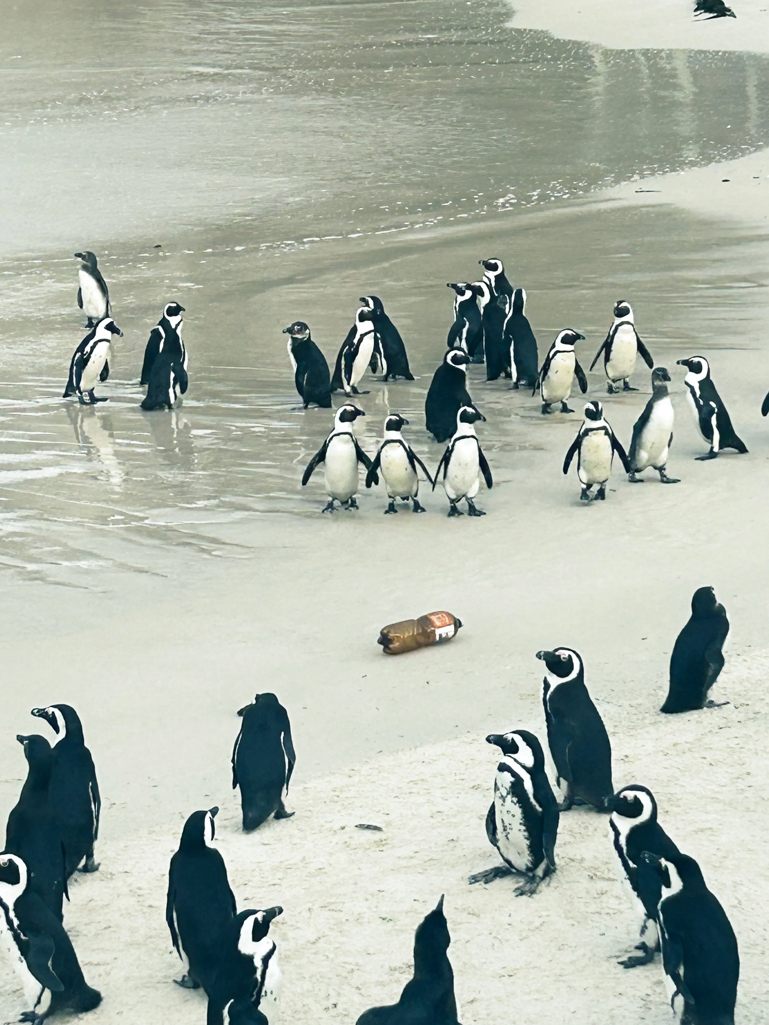 Soda Bottle washed ashore in the penguin colony