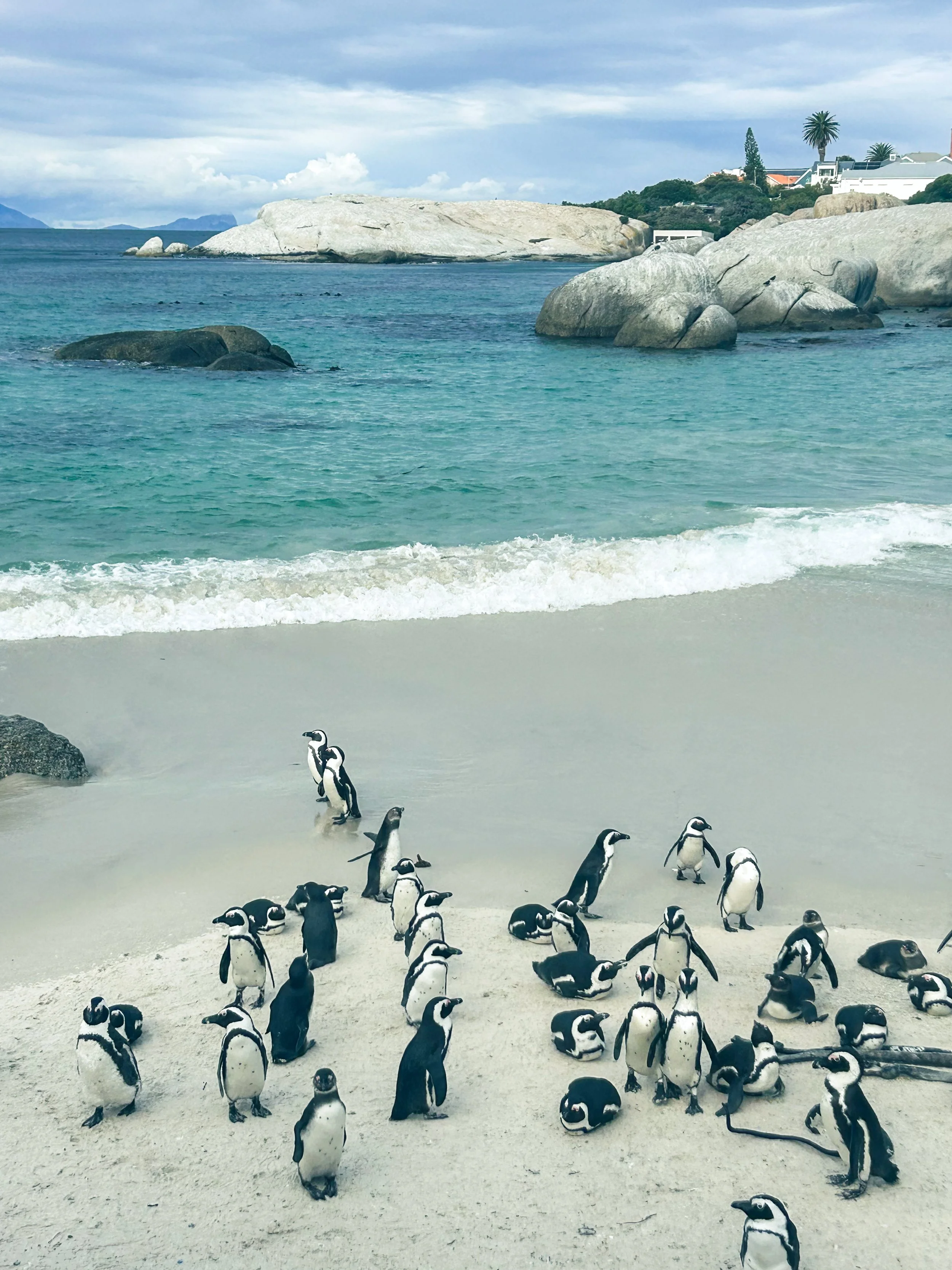 Penguin Colony in South Africa