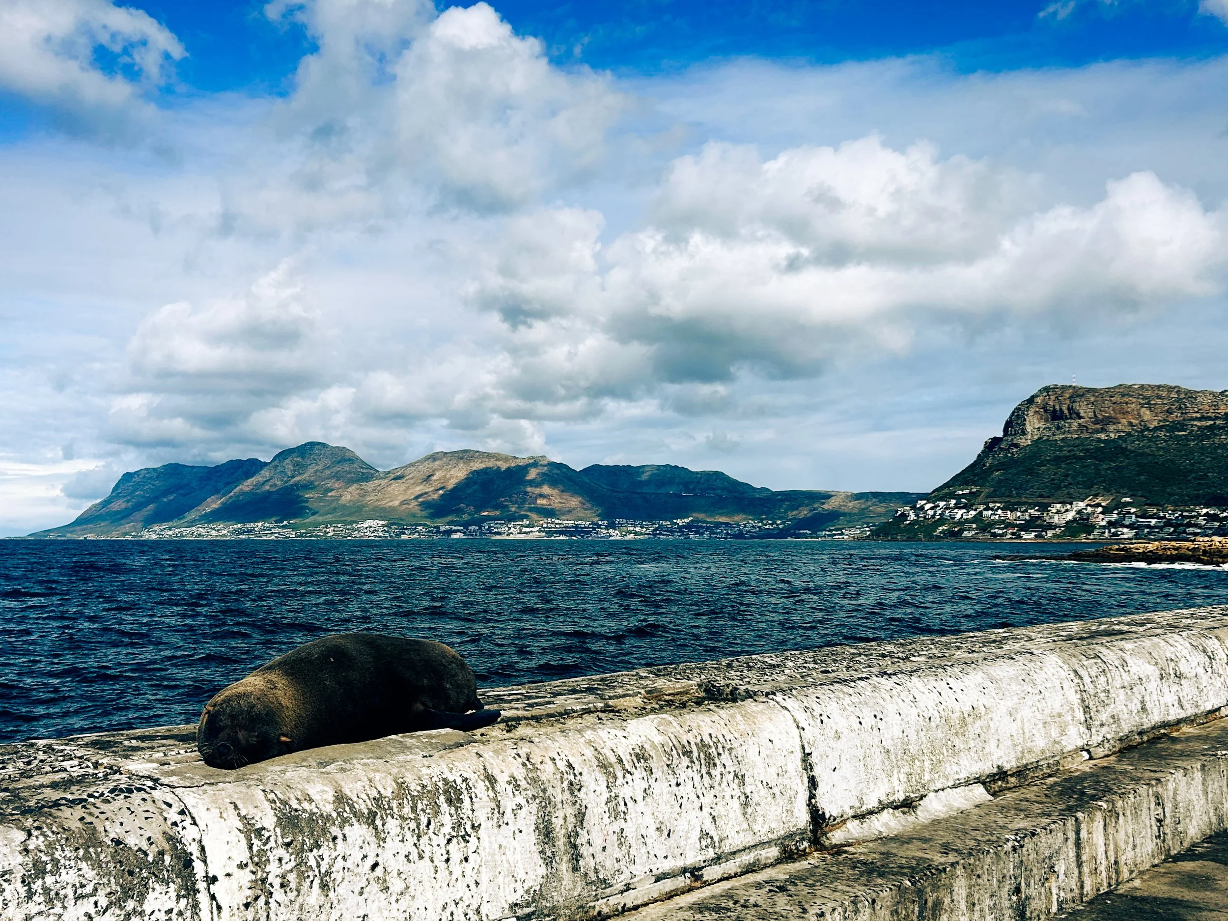 Seal sunbathing on the wall of Kalk Bay Pier