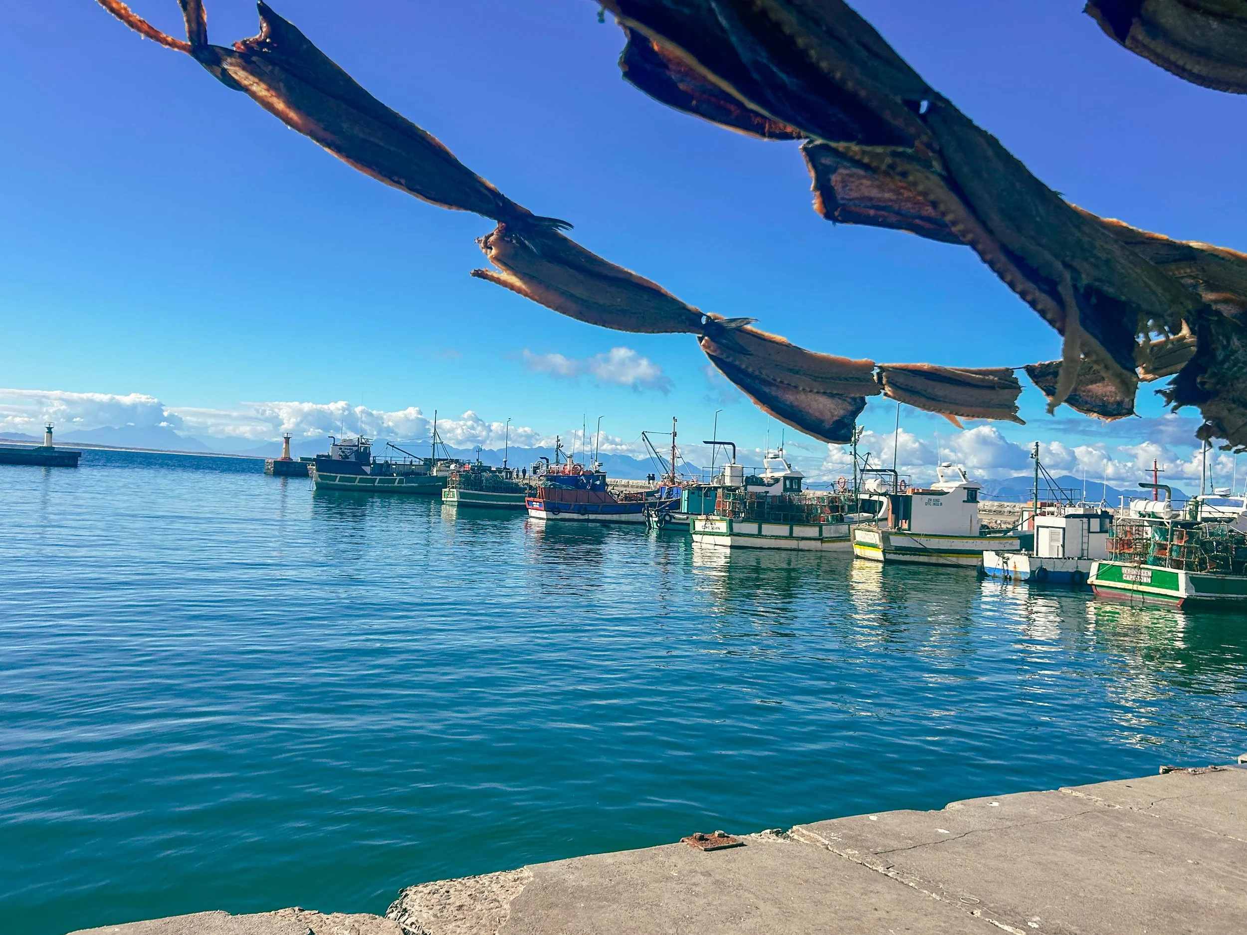 view of cured fish and fishing boats and pier in Kalk Bay harbor