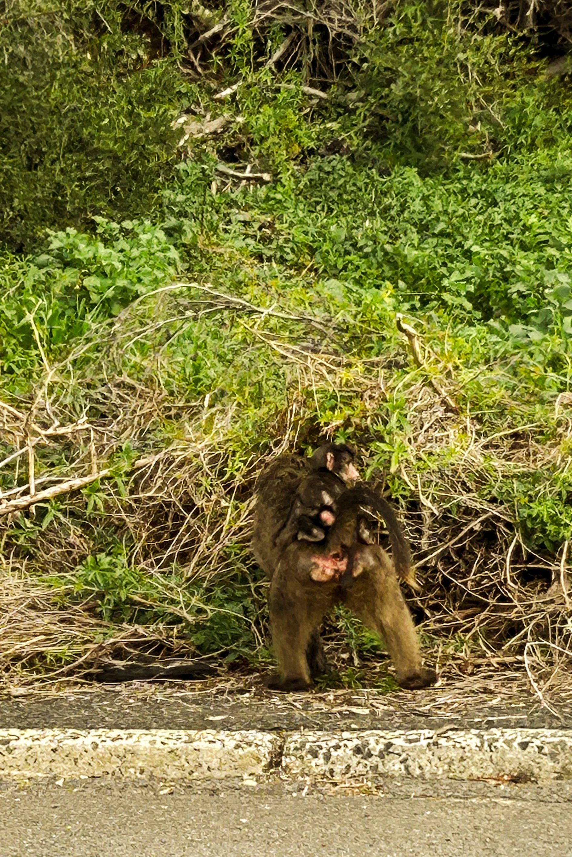 Mother and baby baboon roadside just outside Cape's Penguin Colony