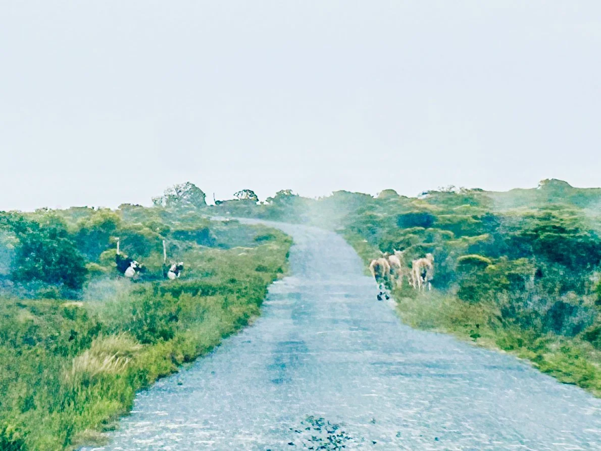 ostrich and wild antelope roadside in the Cape of Good Hope Nature reserve