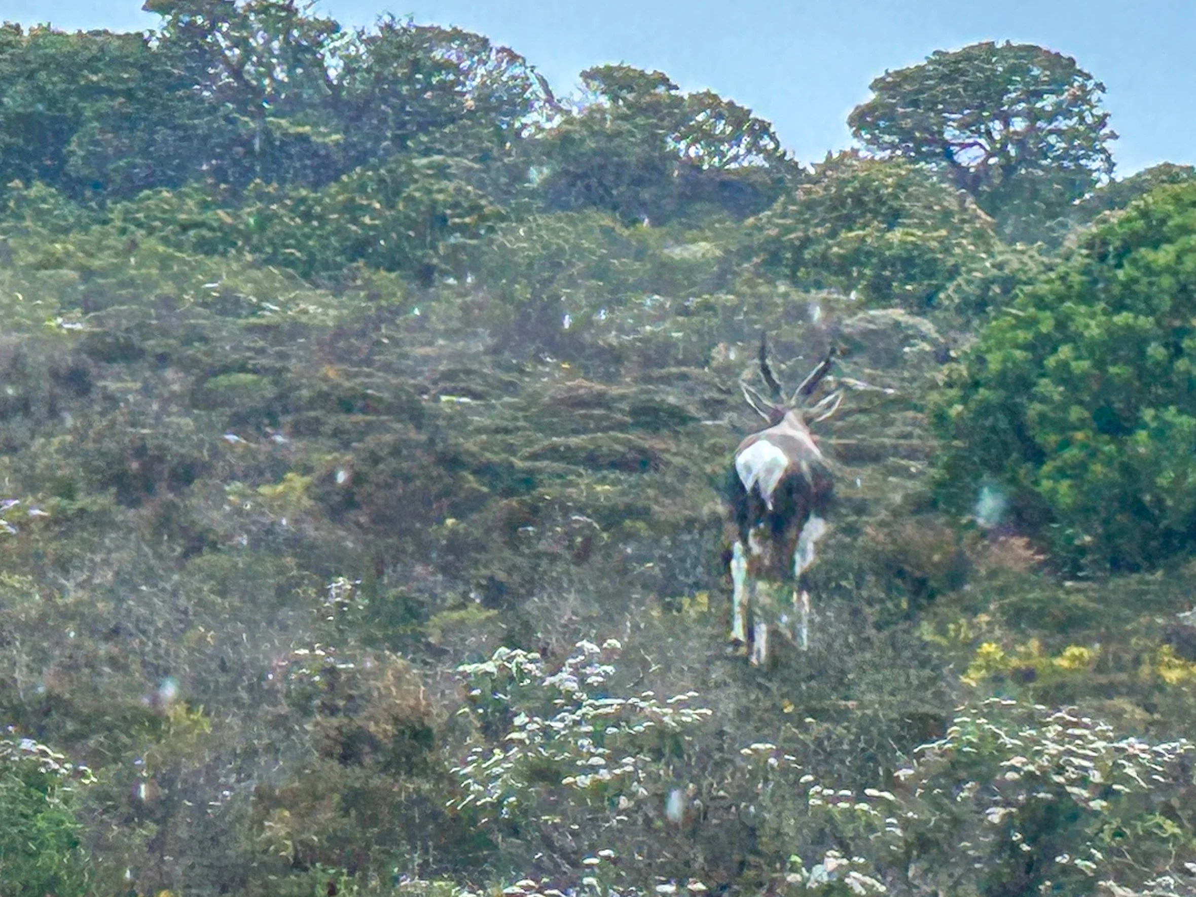 Bontebuk heading up hill in Cape of Good Hope reserve
