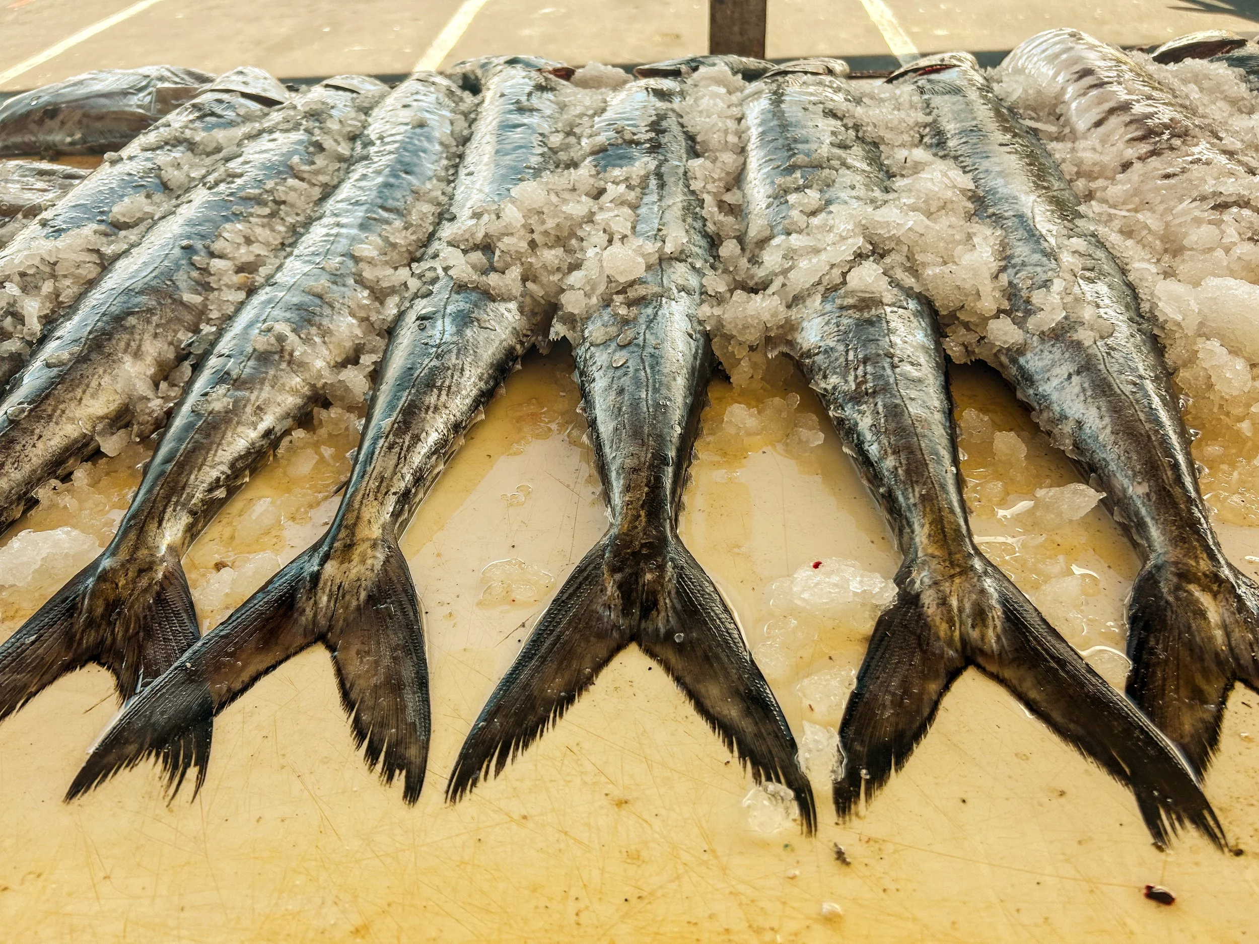 Fish lined up at a modest fish market on Kalk's Bay Pier