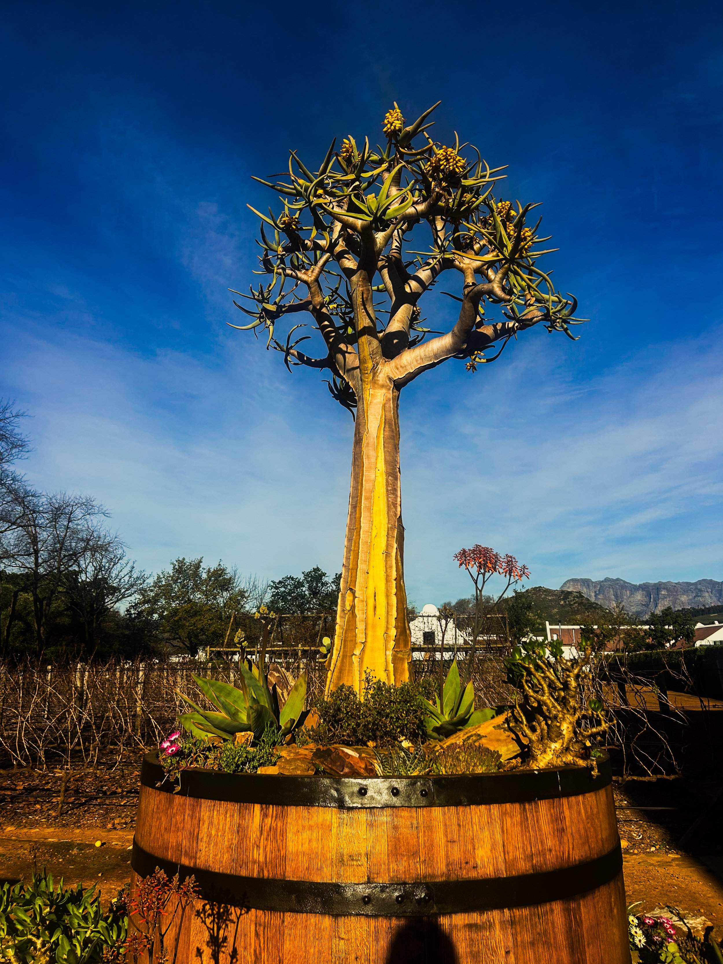 tree on top of barrel in wine country South Africa
