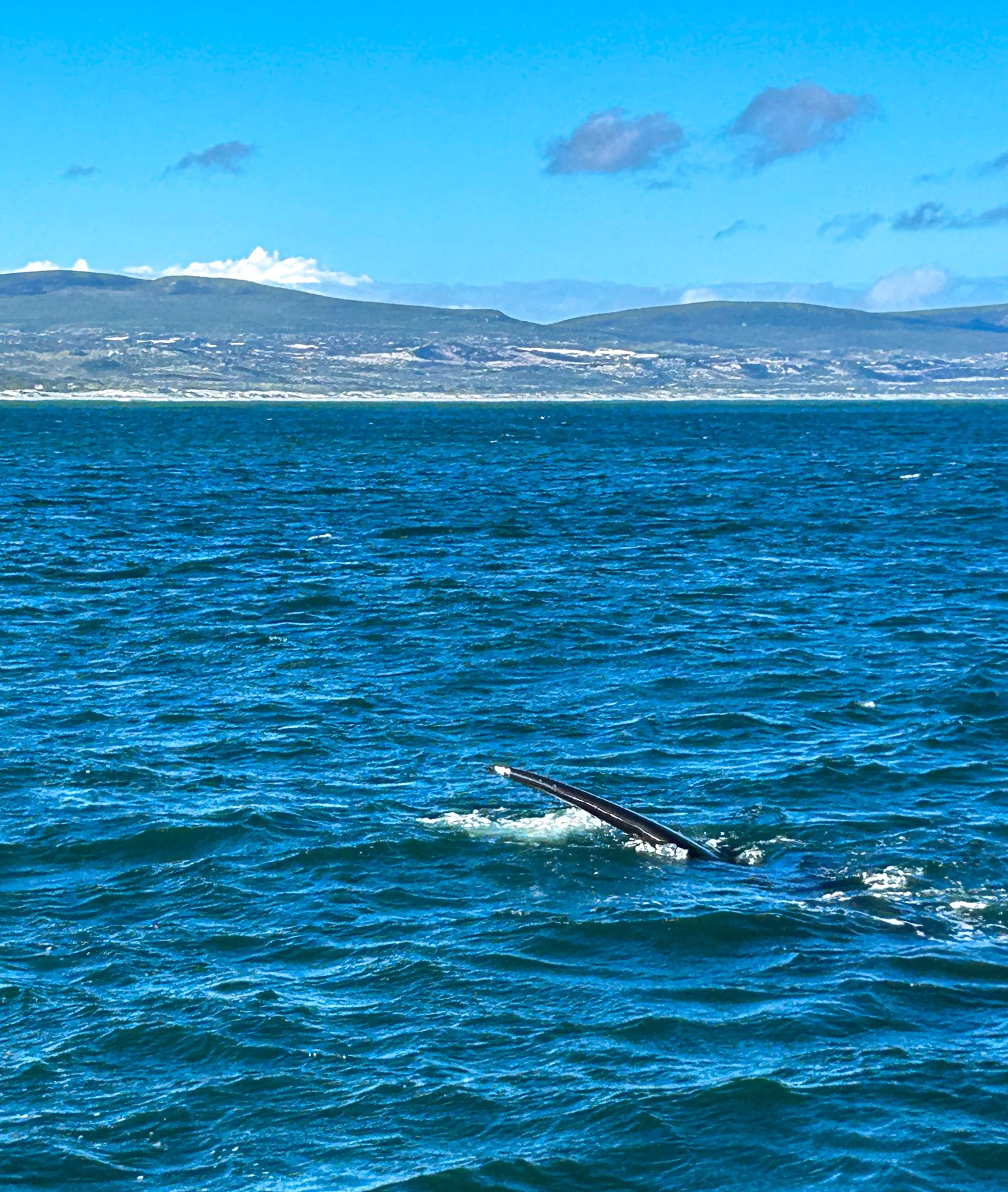 Whale watching photo of a Southern Right Whale's tale poking up out of the water