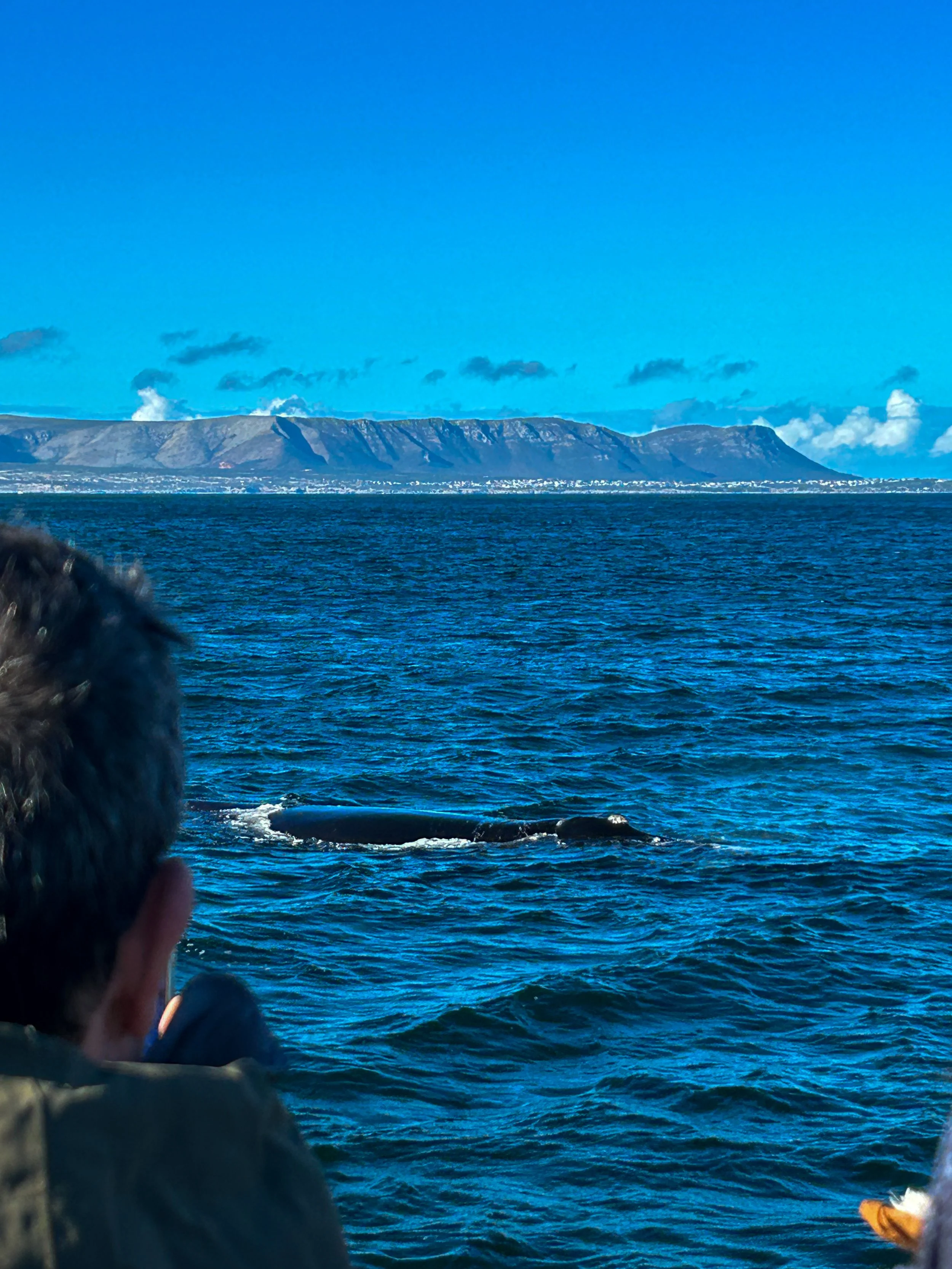 picture of a surfaced Southern Right Whale off the short of Hermanus, South Africa