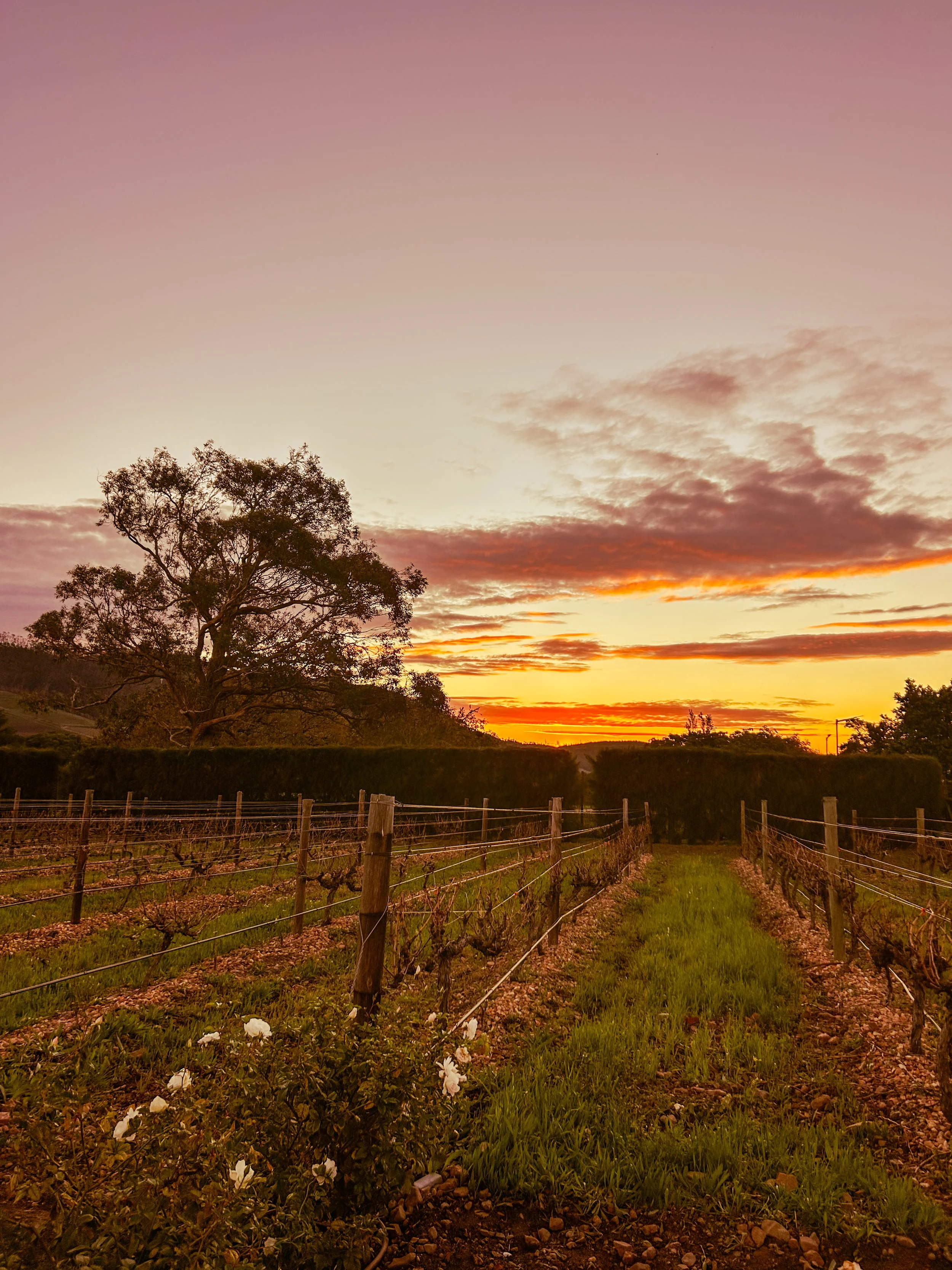 Sunset over the vineyards in South Africa