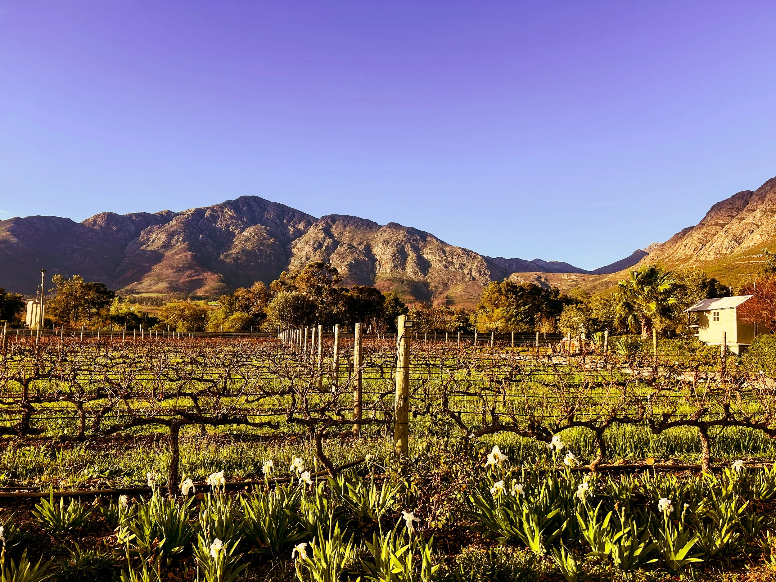 View of vineyards and mountains in Franschhoek, South Africa