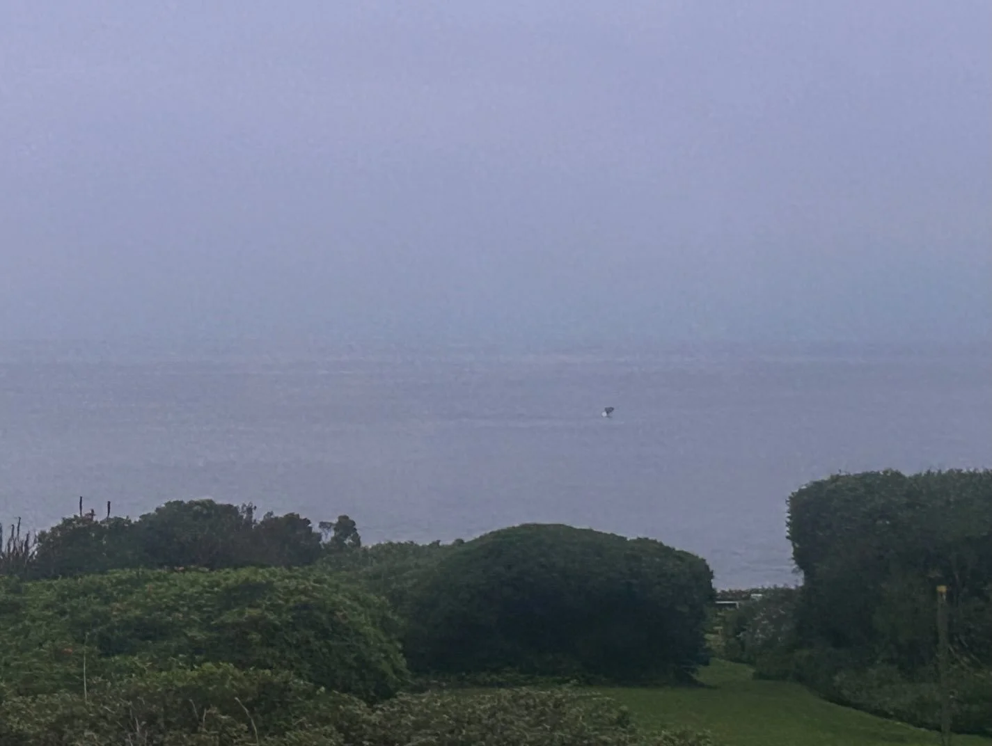 I just couldn&rsquo;t get enough. I spent days huddled up with binoculars, gazing out the window of my AirBnB. There were huge splashes, breaches, and tail slaps. [can you see the tail poking out there through the Hermanus, South Africa fog?] 🐳

Rea