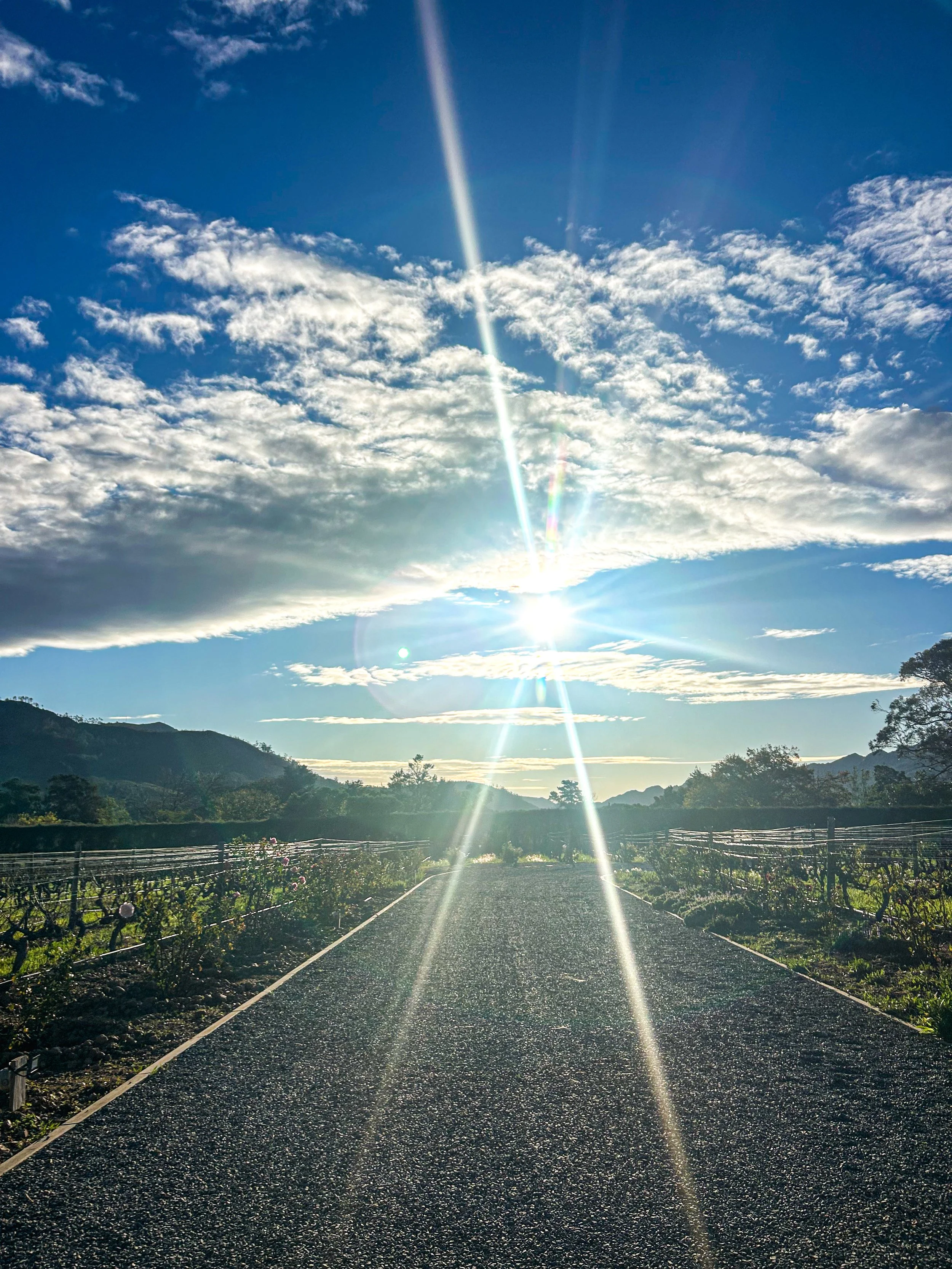 sunbeams cutting through a path of Franschhoek, South African vineyard