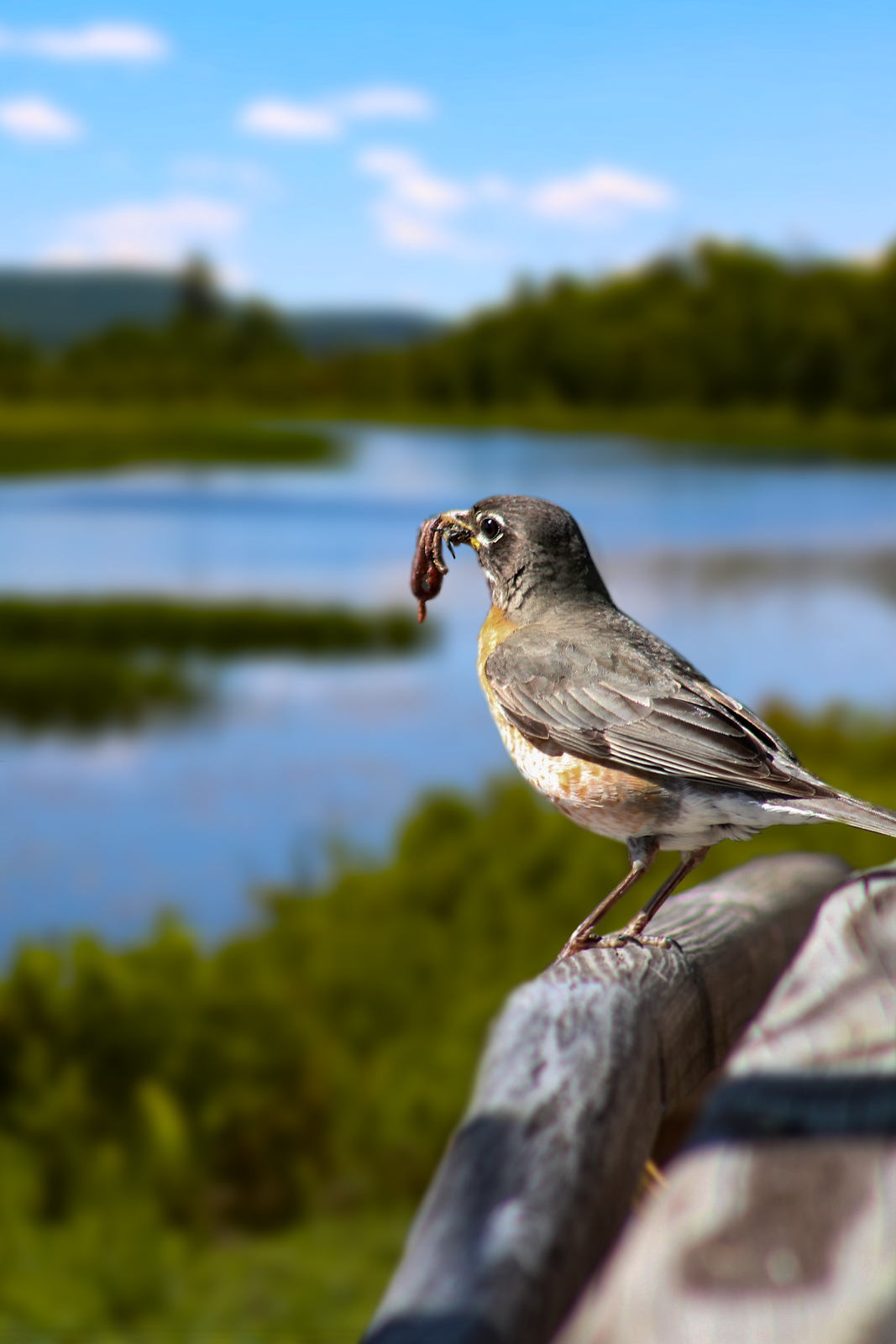 A bird perched on a branch holding a worm in its beak, with a river and trees in the background under a blue sky.