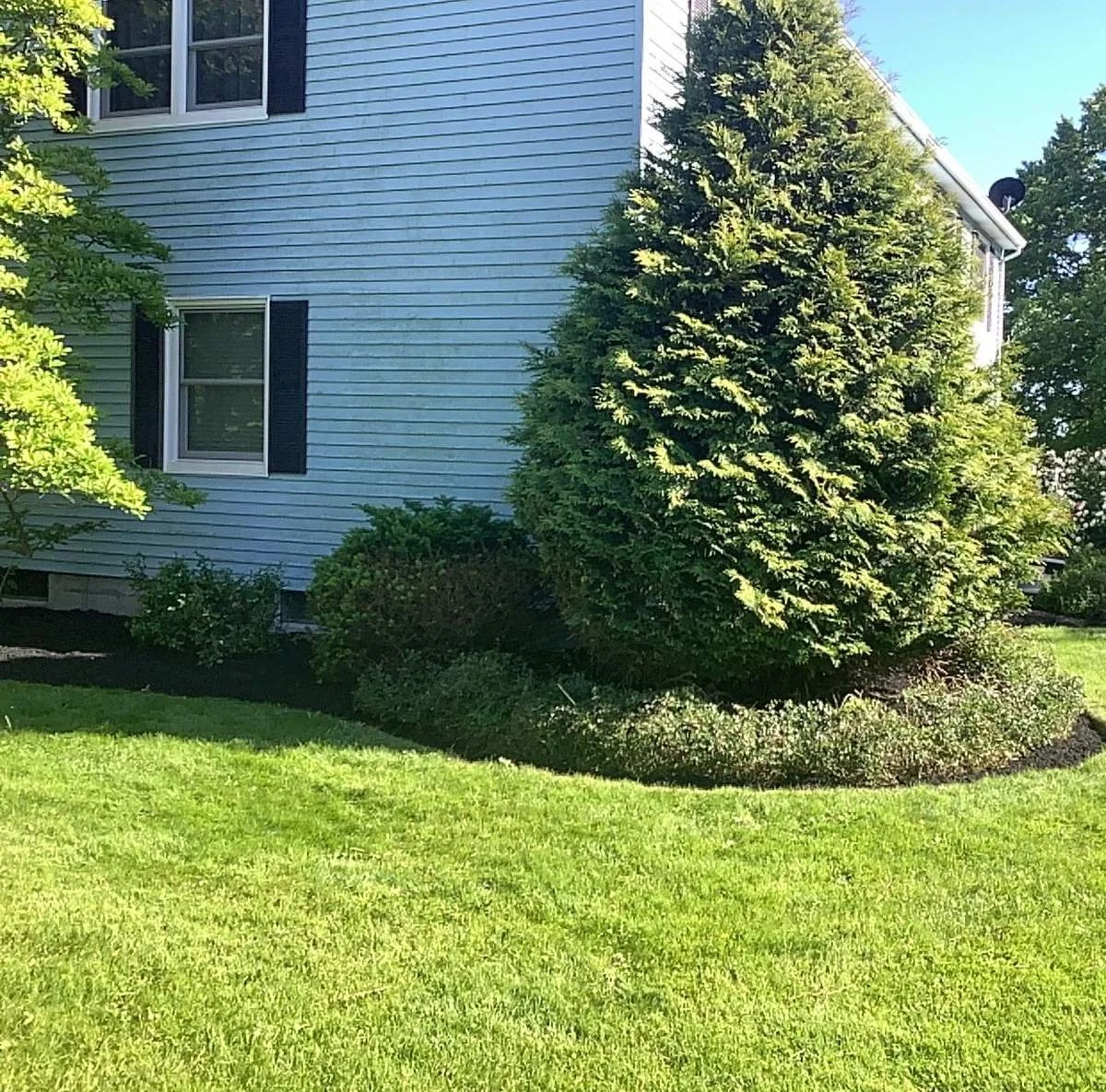 Trimmed lawn and mulched bed around a tall arborvitae beside a blue house — Genesee Valley Landscape