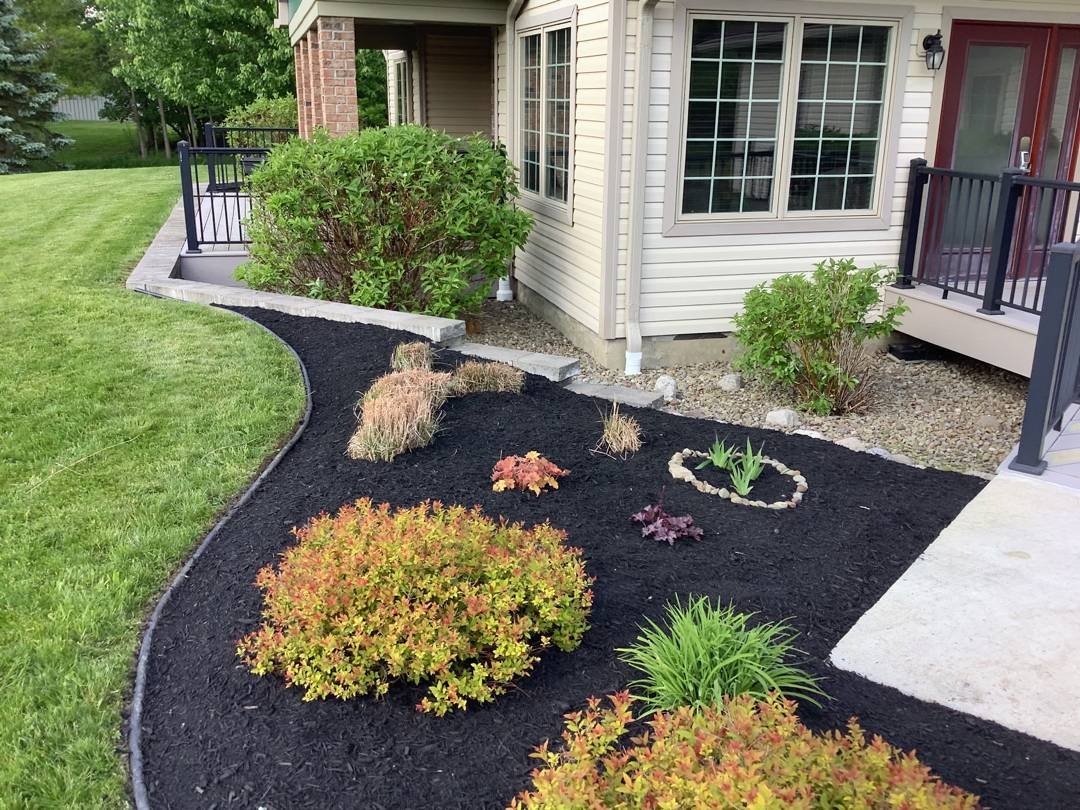 Front yard planting bed with spirea, ornamental grasses and fresh black mulch — Genesee Valley Landscape