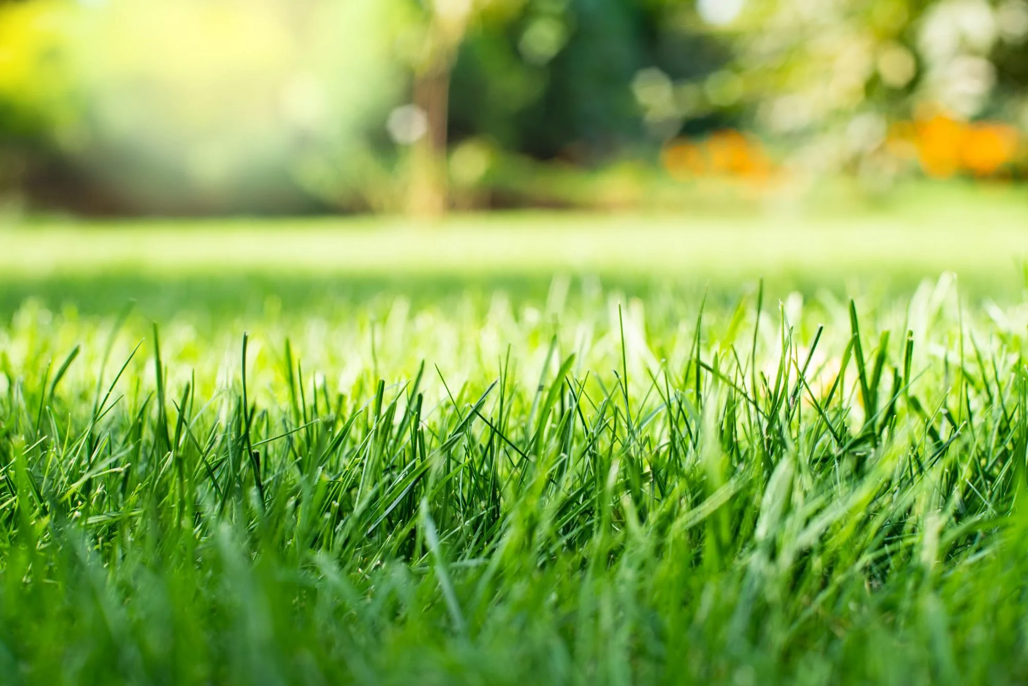 Commercial lawn mowing and edging with professional equipment in Genesee County, NY