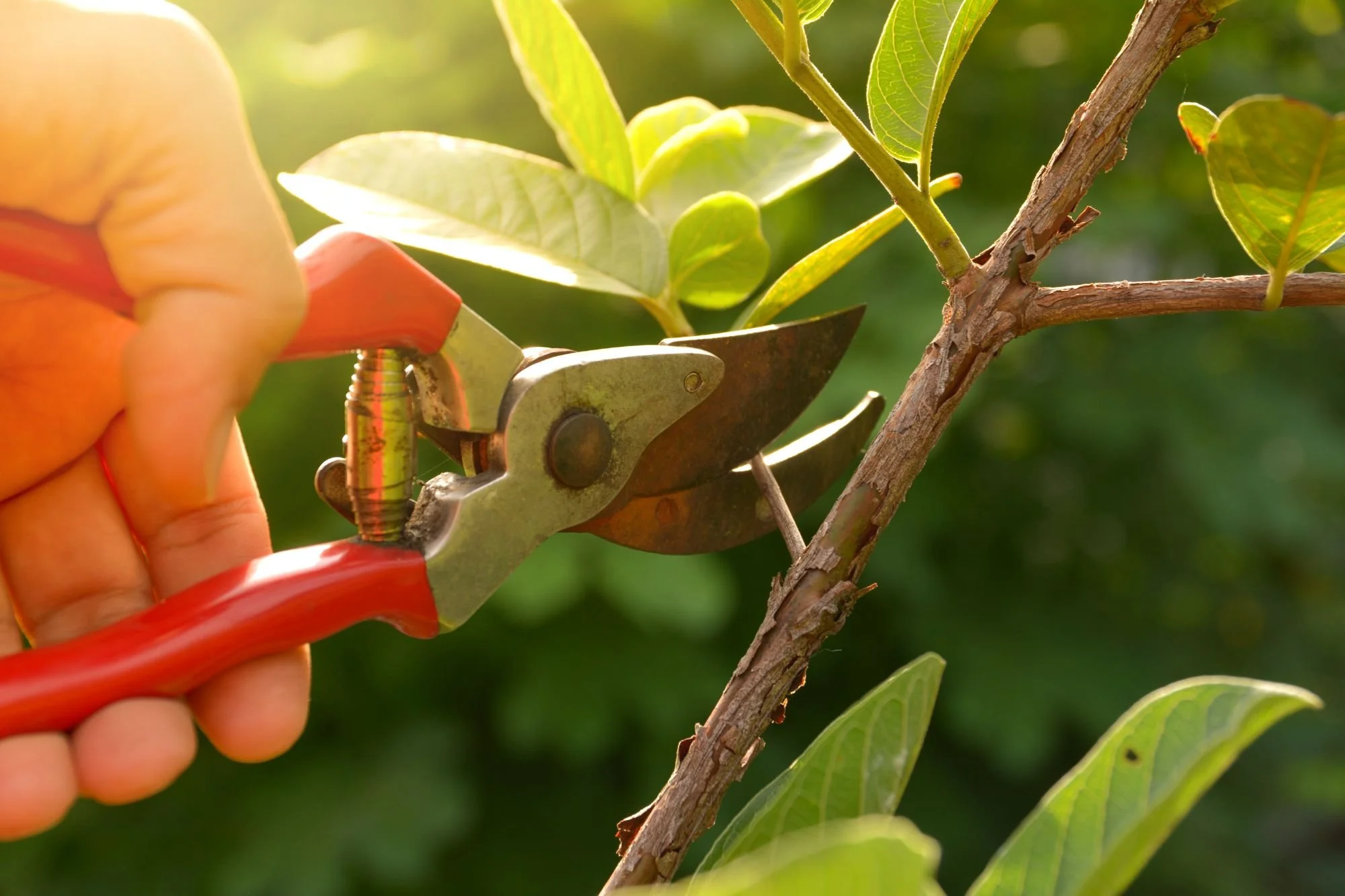 Expert shrub trimming and pruning service in Avon, NY
