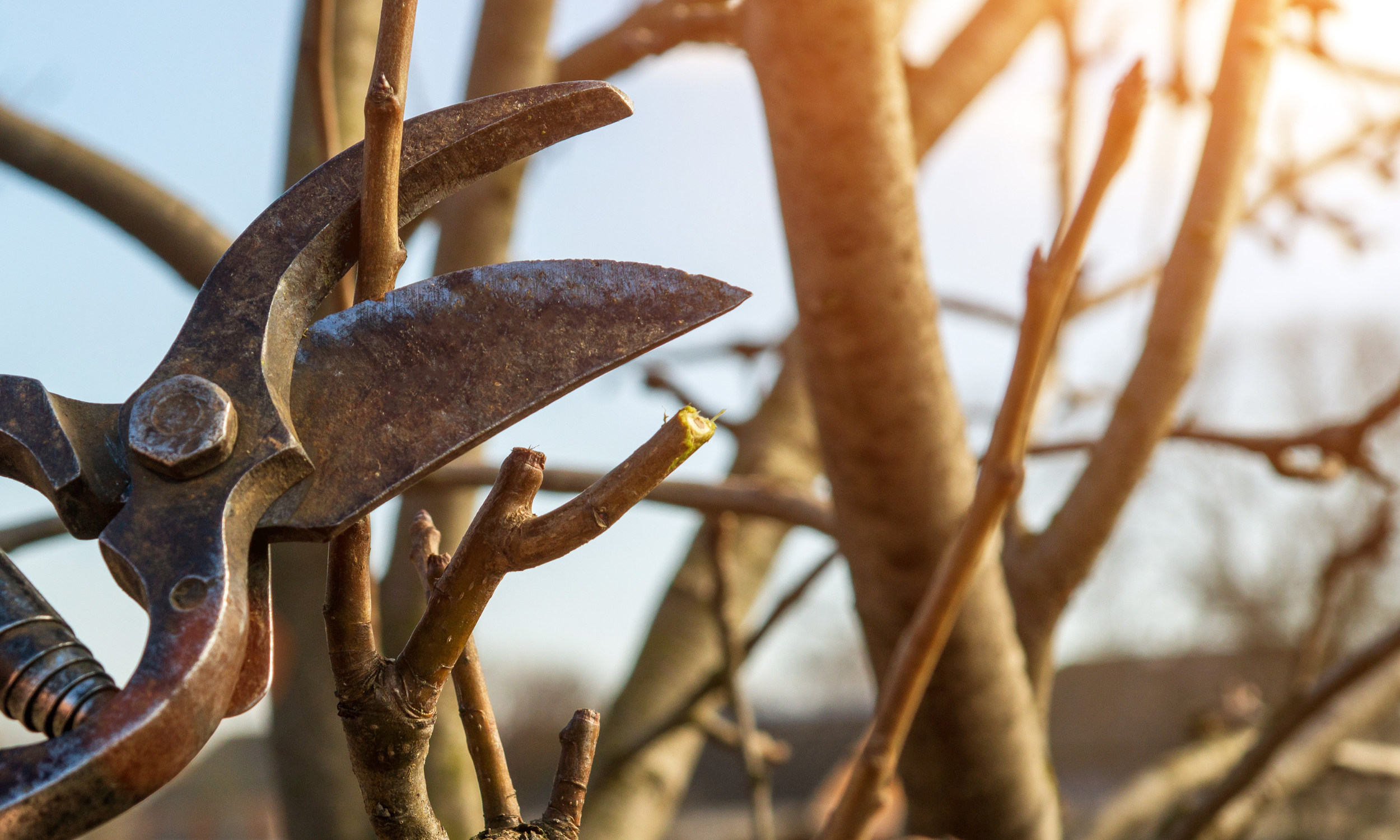 Dormant Pruning: Why Winter Is the Best Time to Prune Trees and Shrubs