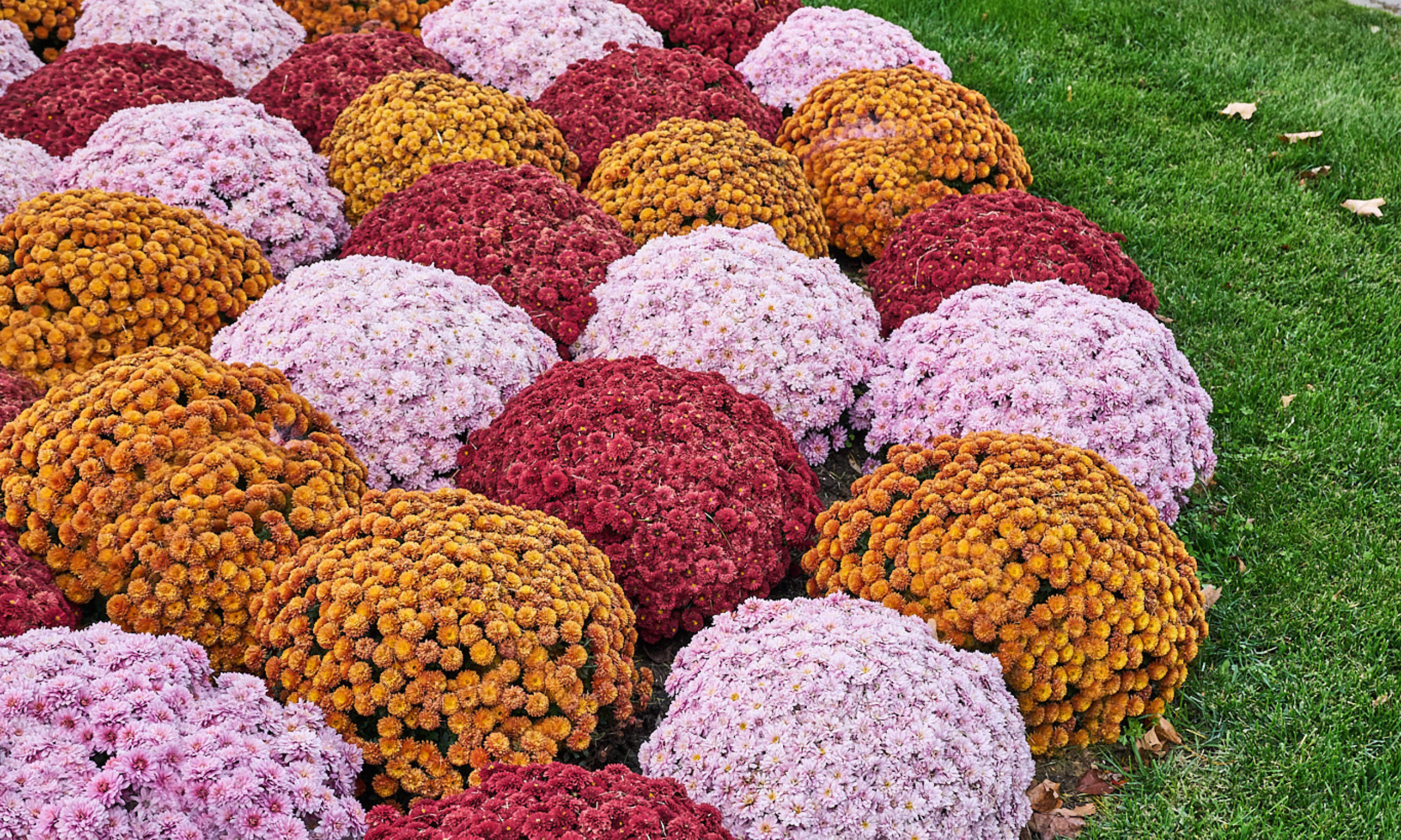 Why August Is the Perfect Time to Plan Your Fall Landscaping