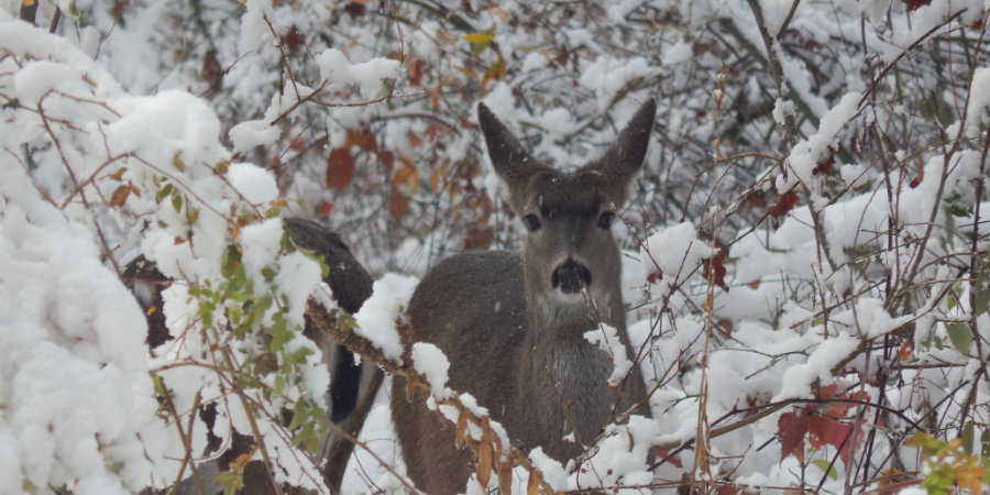 Protect Your Landscape from Deer Damage This Winter