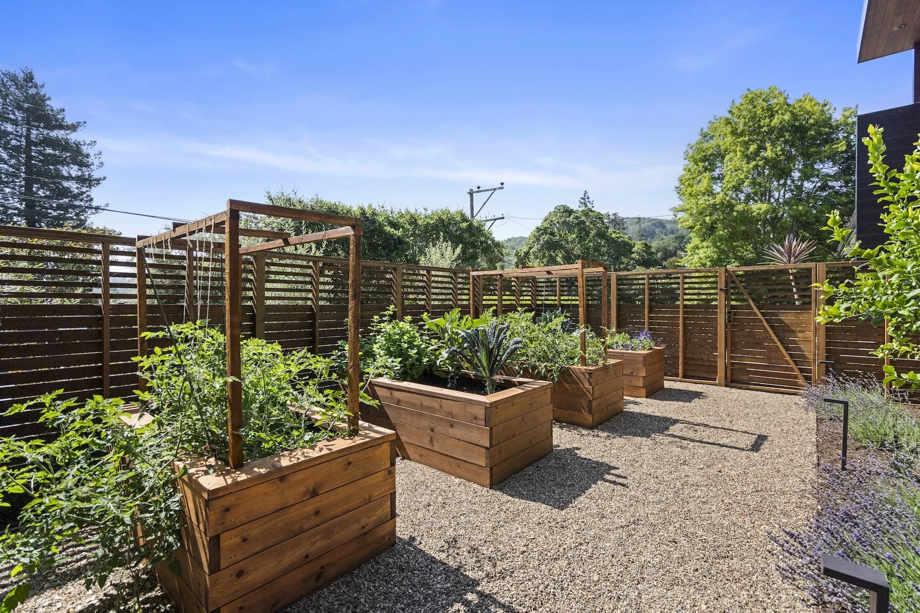 Pebble walkway with mulch garden beds, raised wooden planters and growing vegetables and fruit