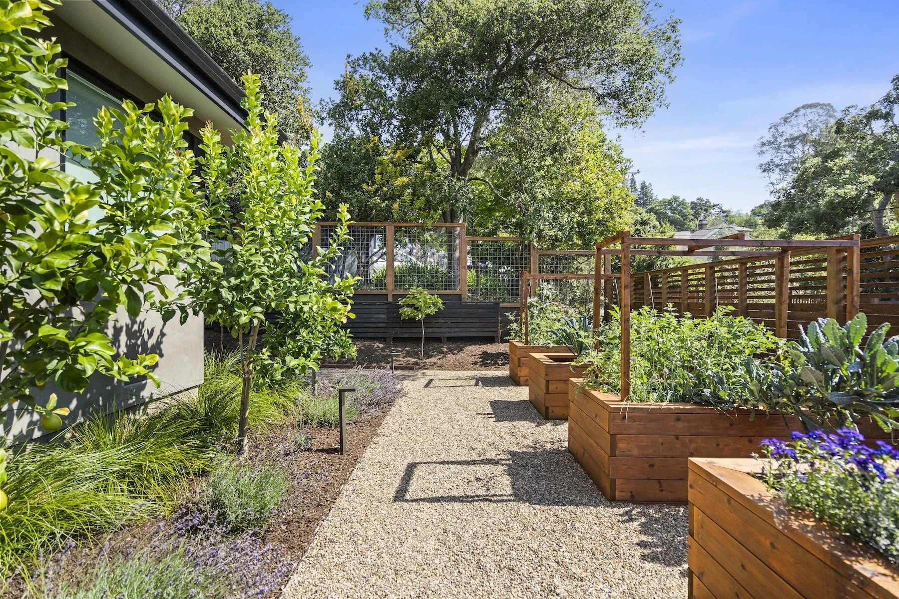 Pebble walkway with mulch garden beds, raised wooden planters and growing vegetables