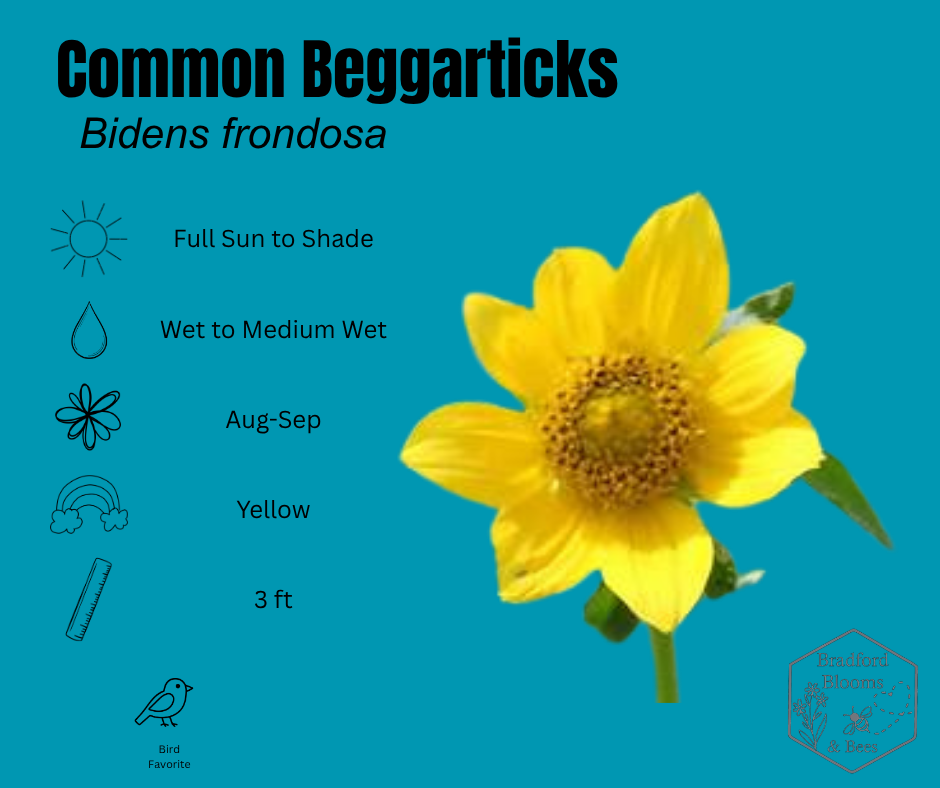 Common Beggarstick